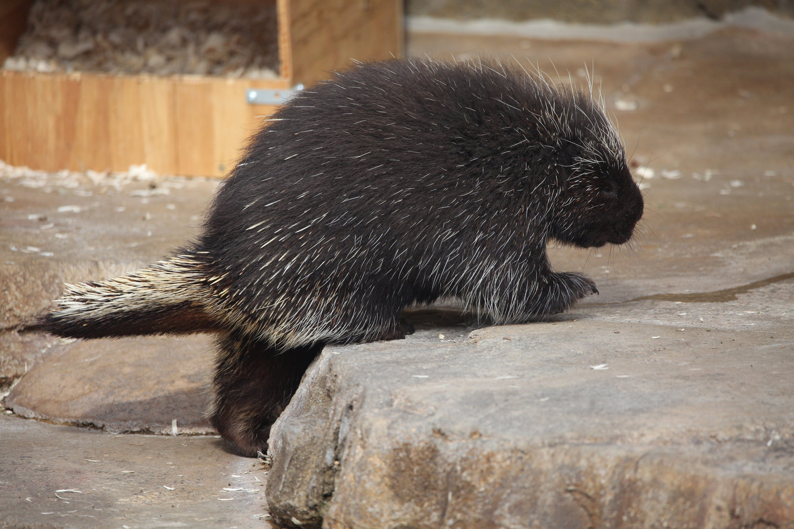 North American Porcupine/ Erethizon dorsatum