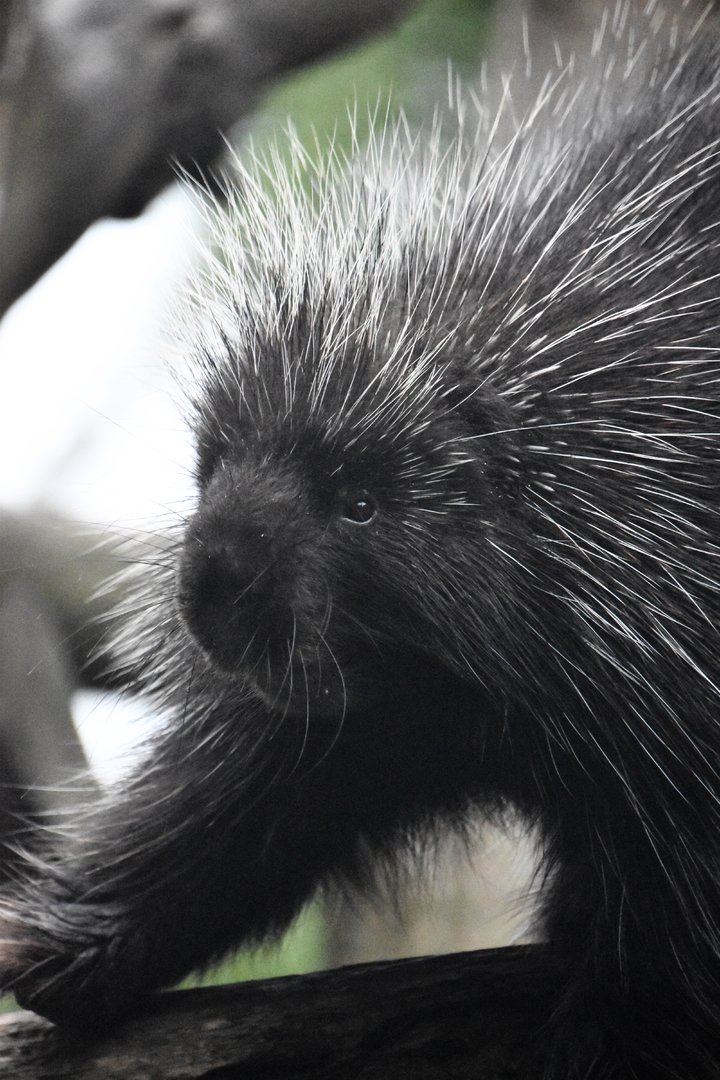 North American porcupine, Erethizon dorsatum