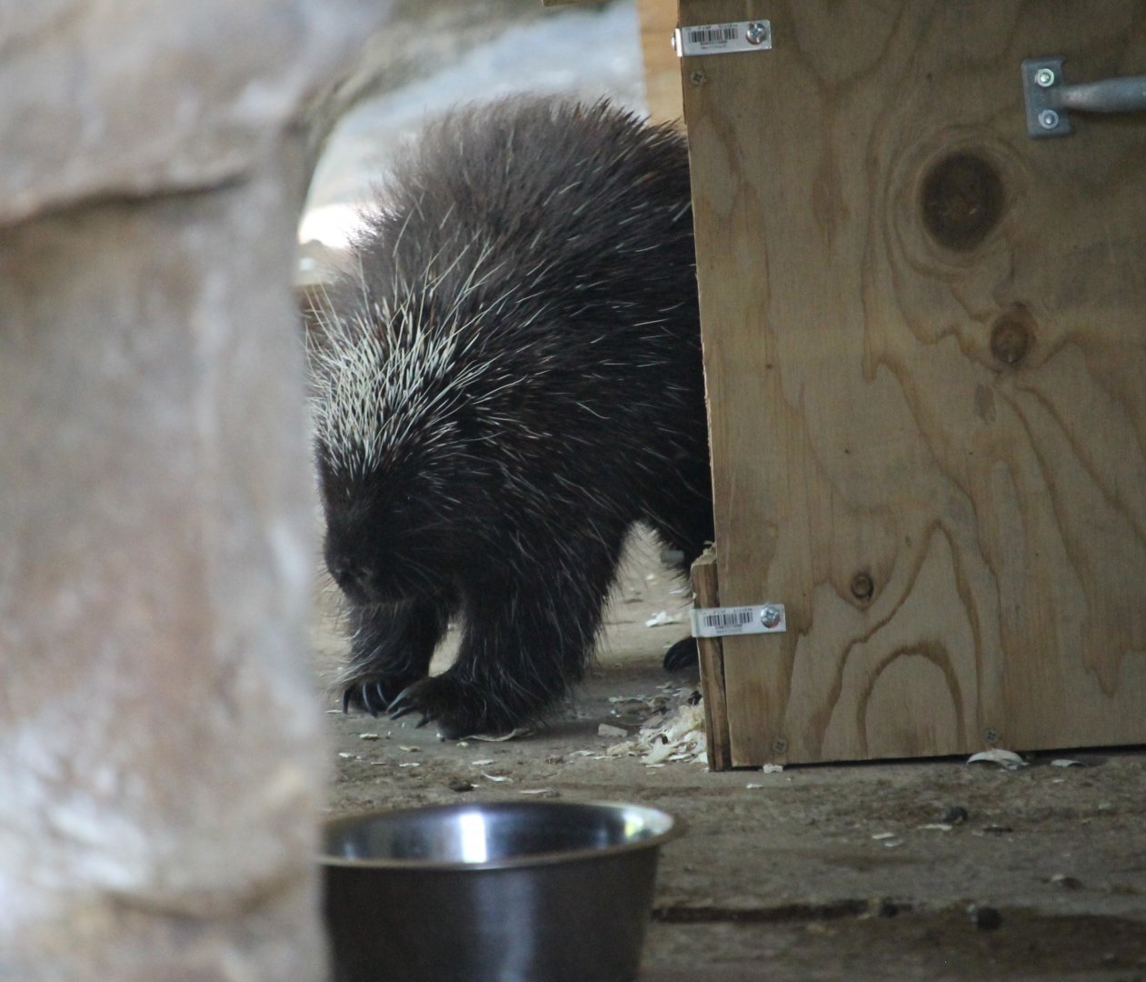 North American Porcupine (Erethizon dorsatum)