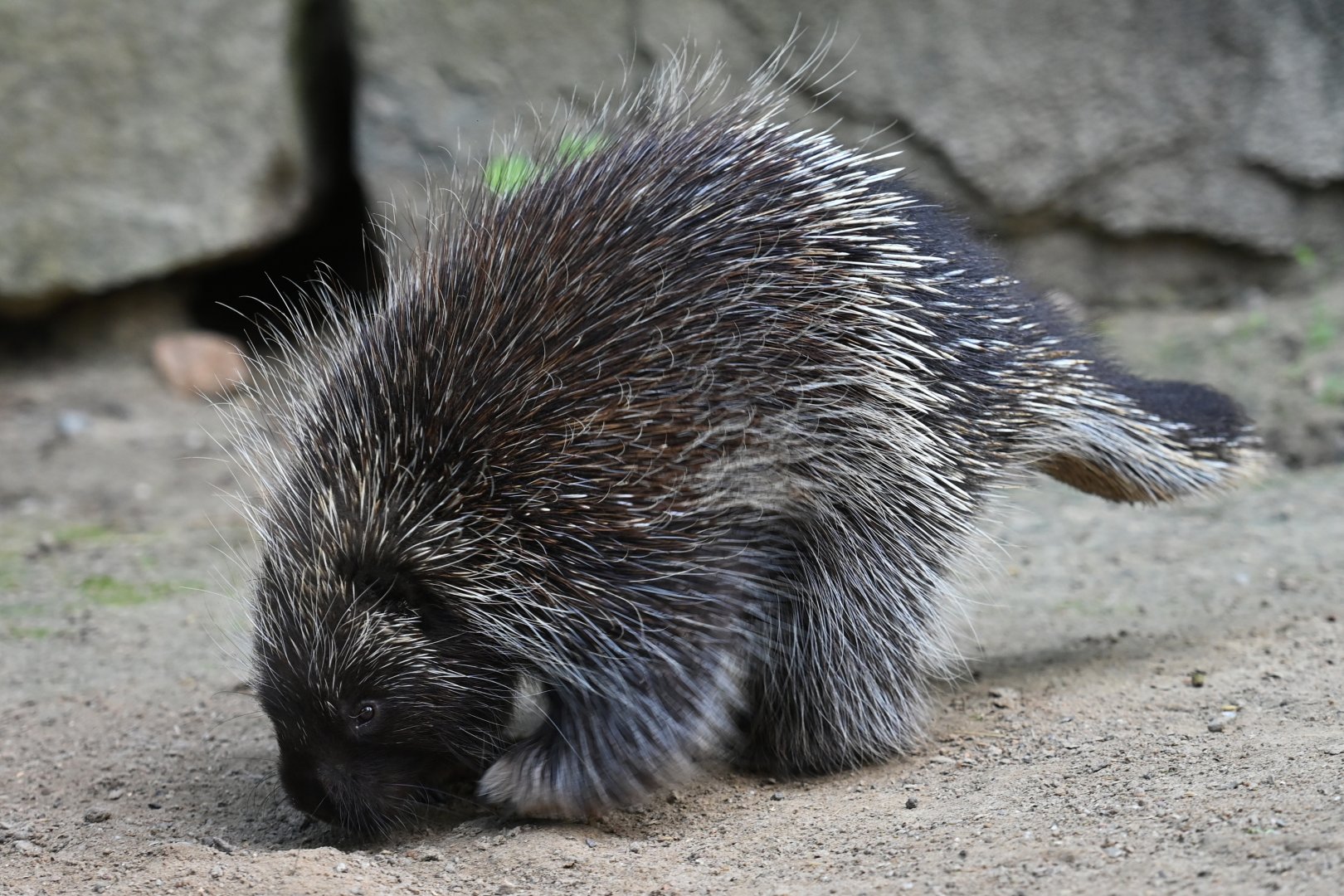 North American porcupine (Erethizon dorsatum)