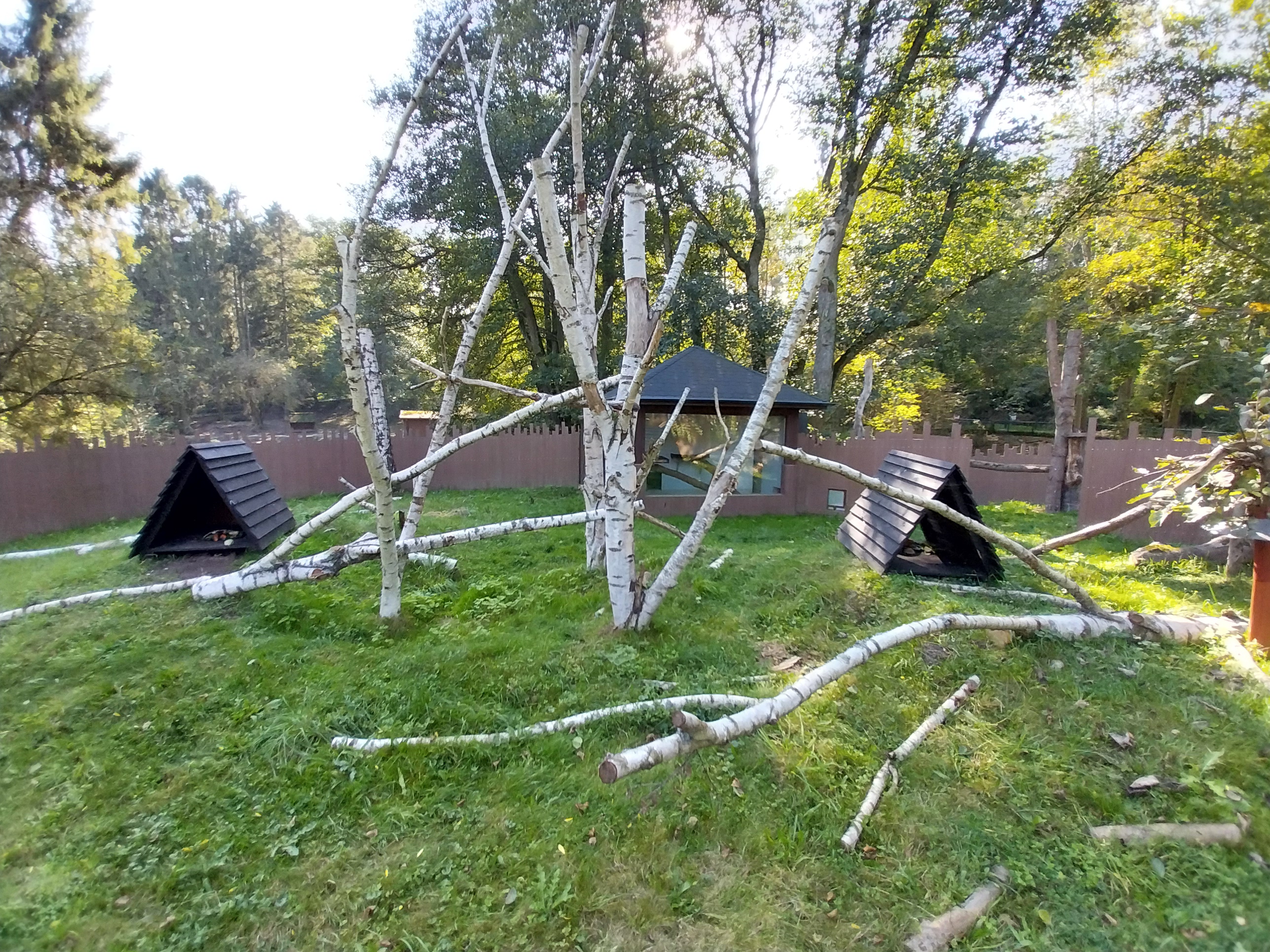 North American Porcupine (Erethizon dorsatum)