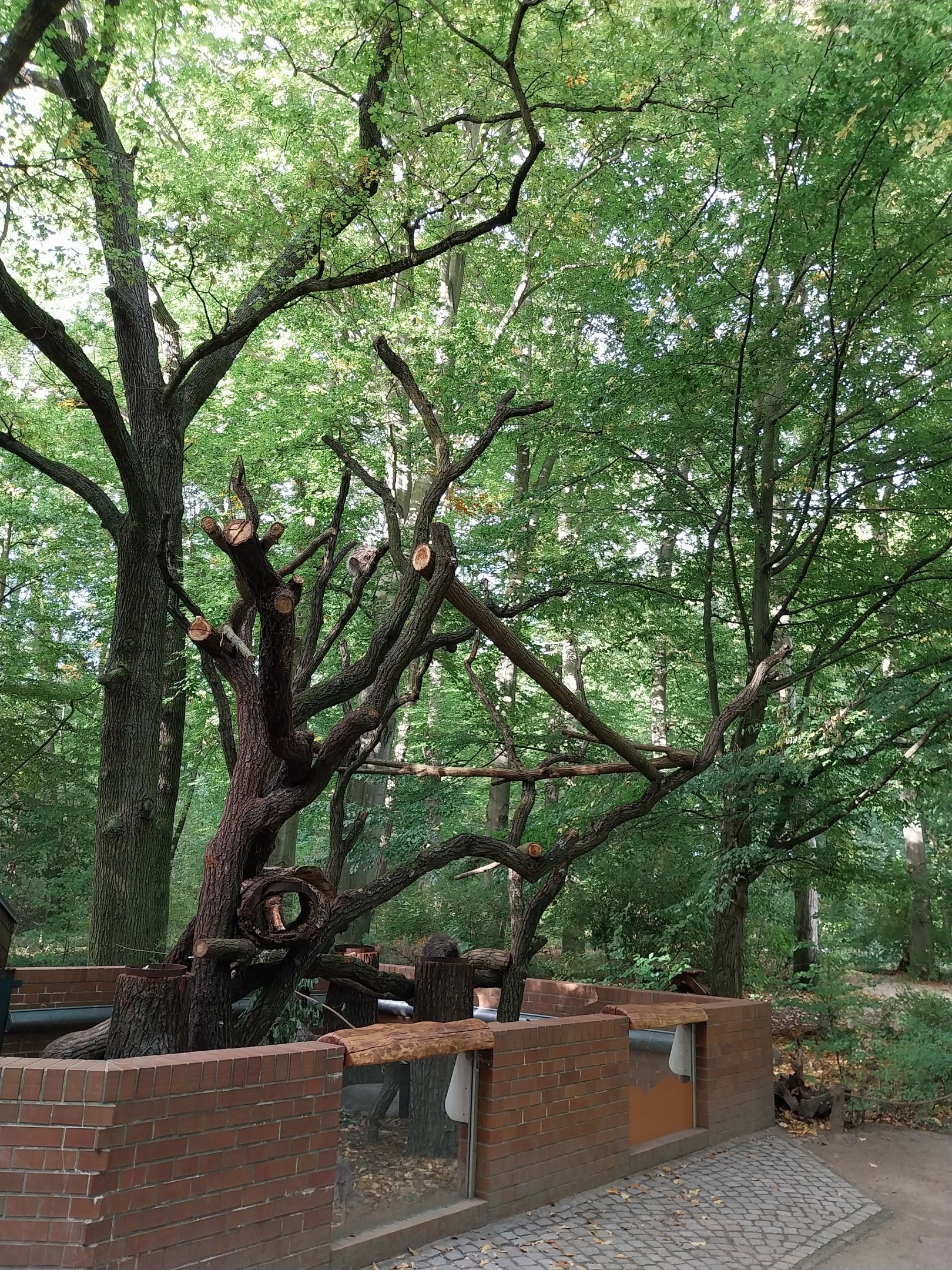 North American Porcupine (Erethizon dorsatum)