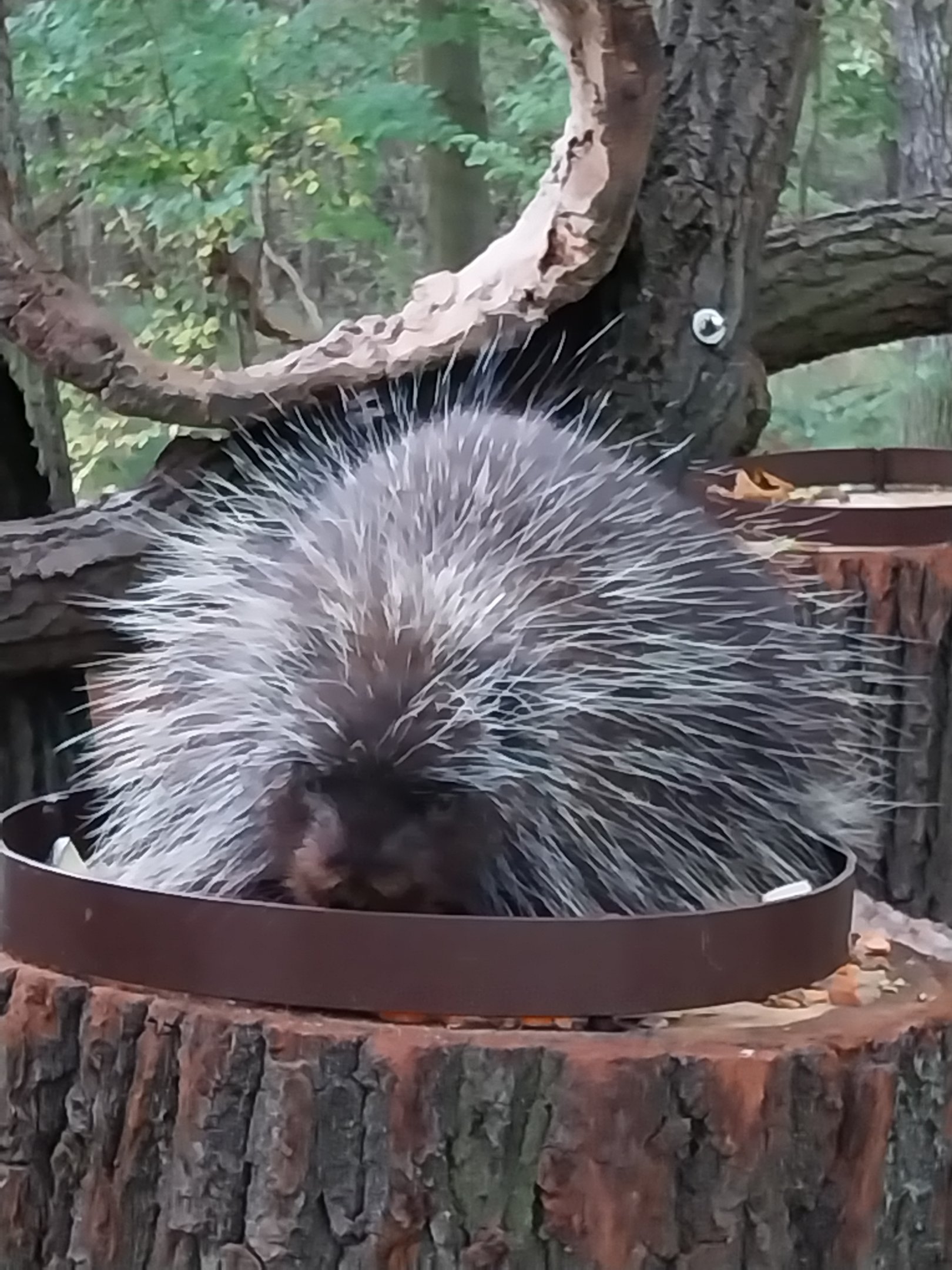 North American Porcupine (Erethizon dorsatum)