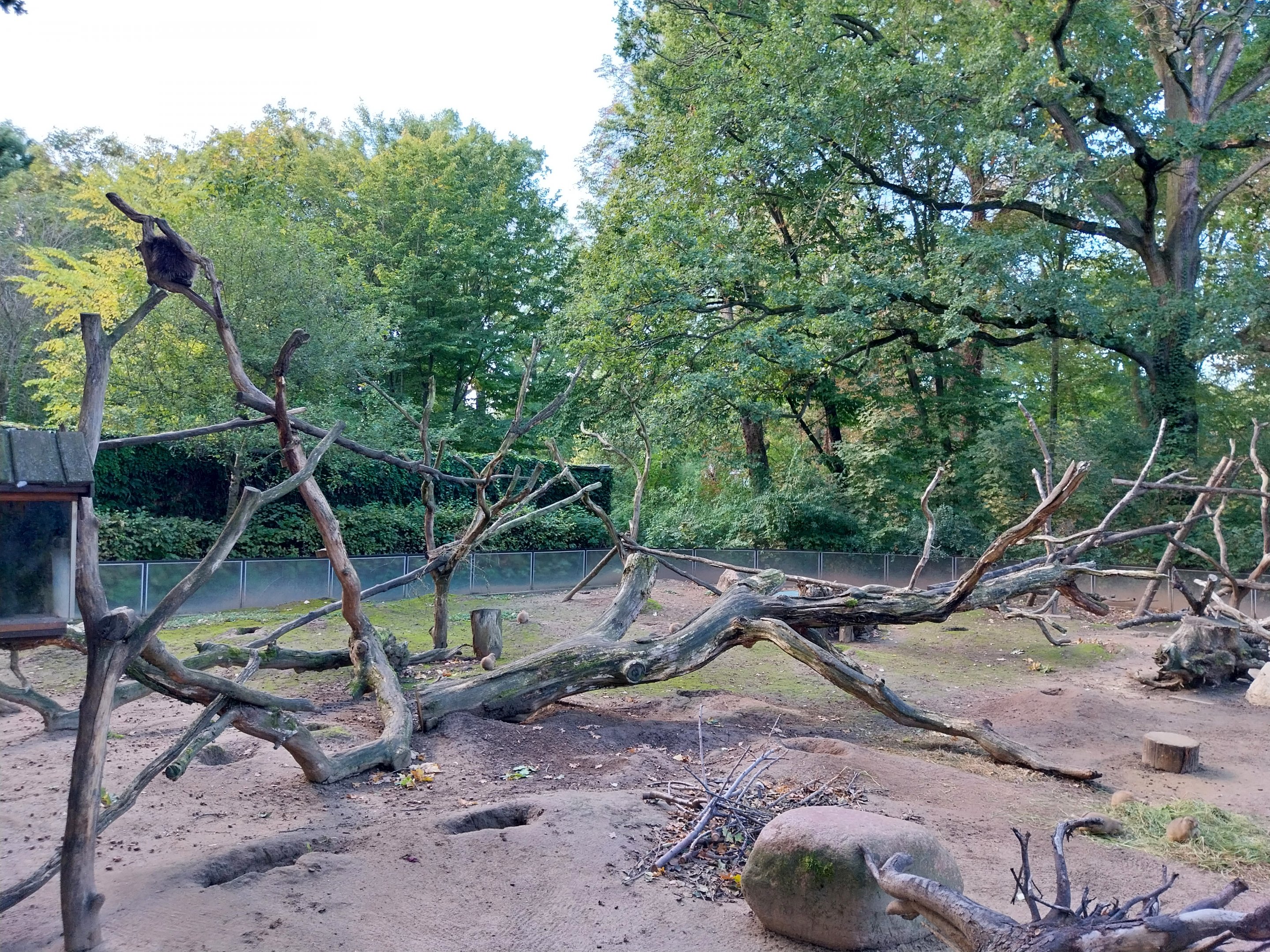 North-American Porcupine (Erethizon dorsatum)