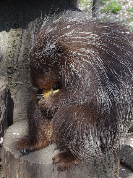 North American porcupine (Erethizon dorsatum)