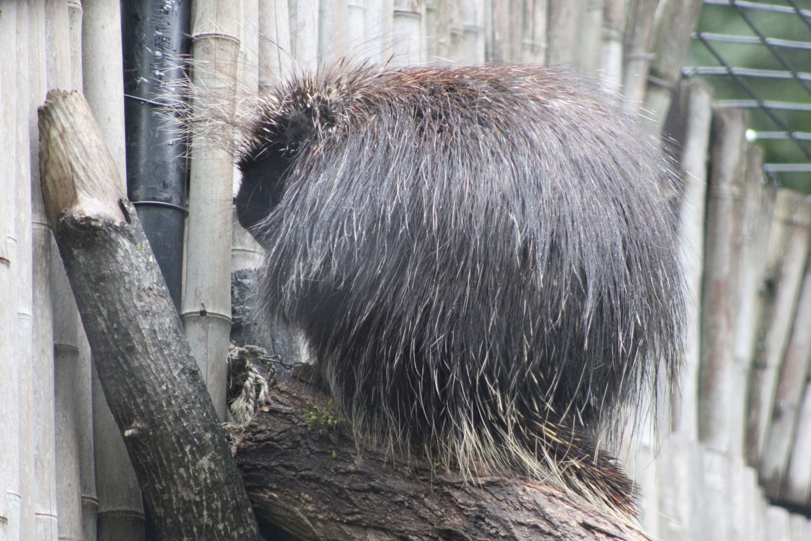 North American Porcupine (Erethizon dorsatum)