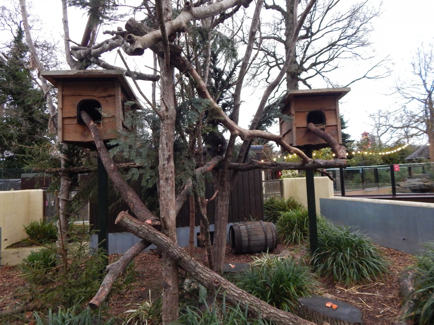 North American porcupine exhibit 091224