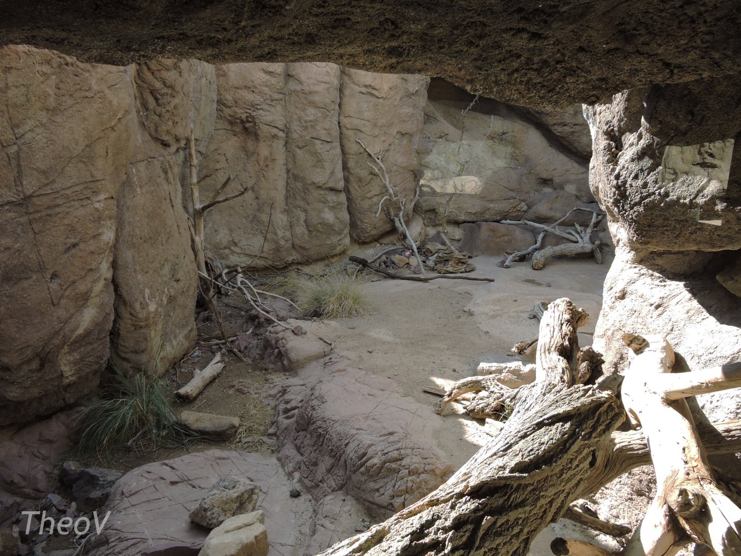 North American porcupine exhibit [2015]