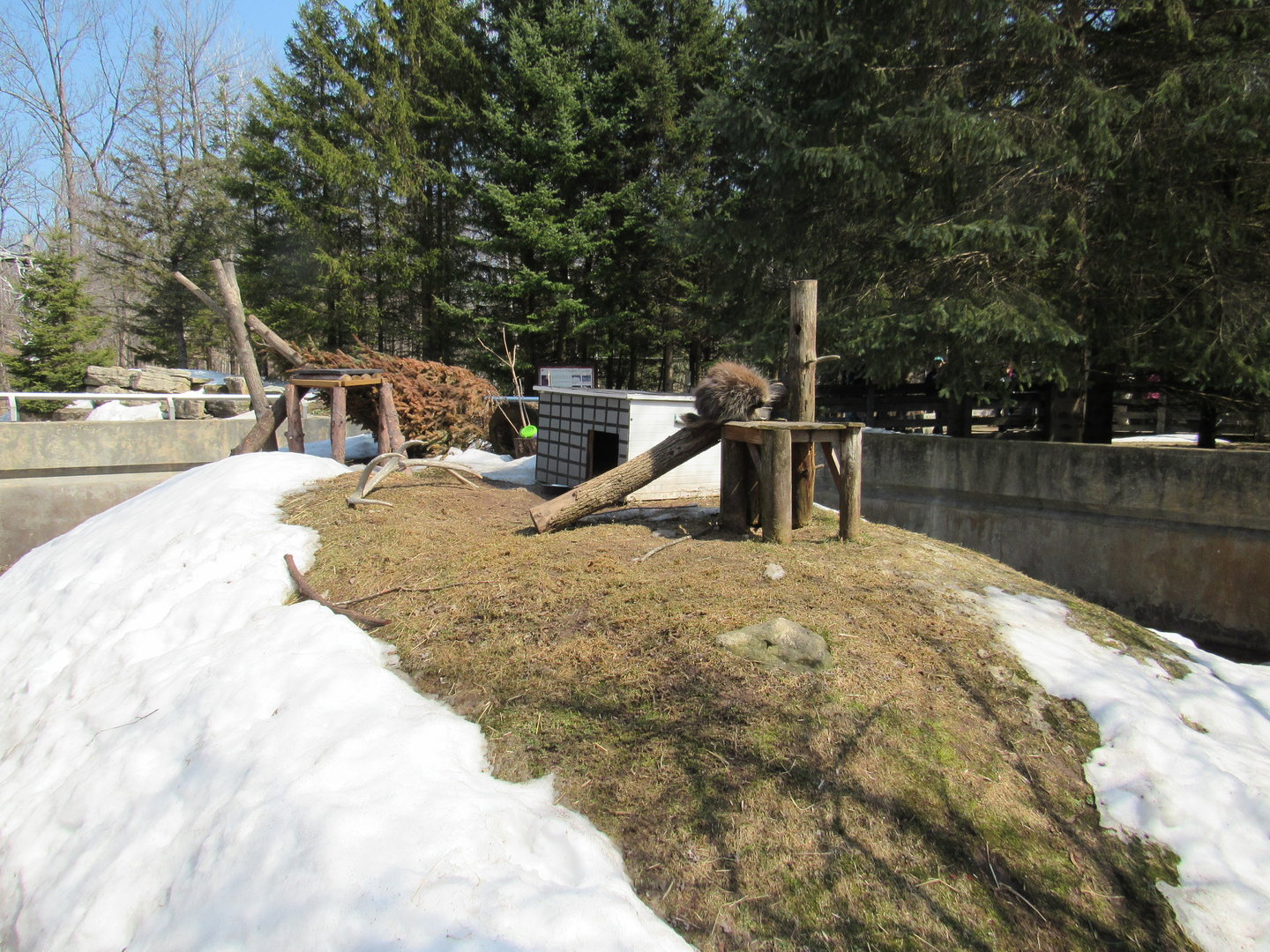 North American Porcupine Exhibit - 4/8/23