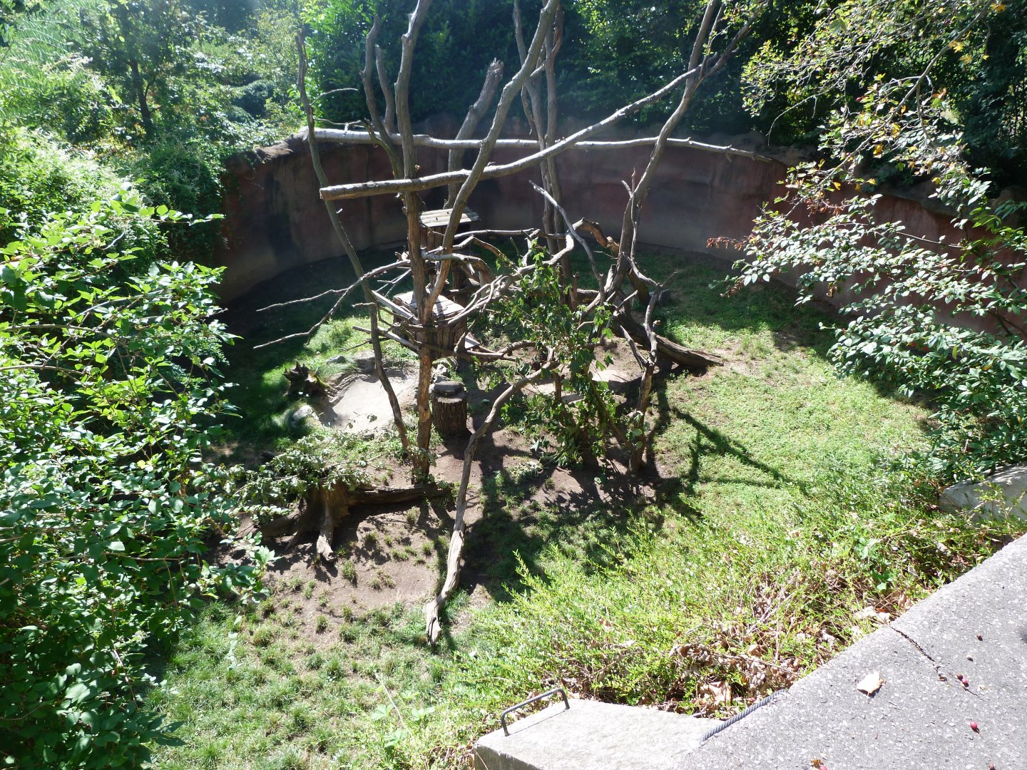 North American porcupine exhibit -Zoo Praha (2025)