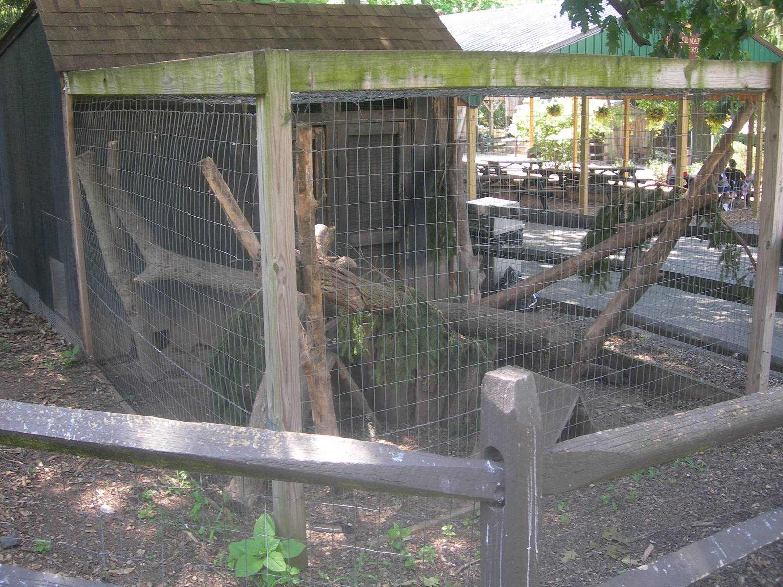 north American Porcupine Exhibit