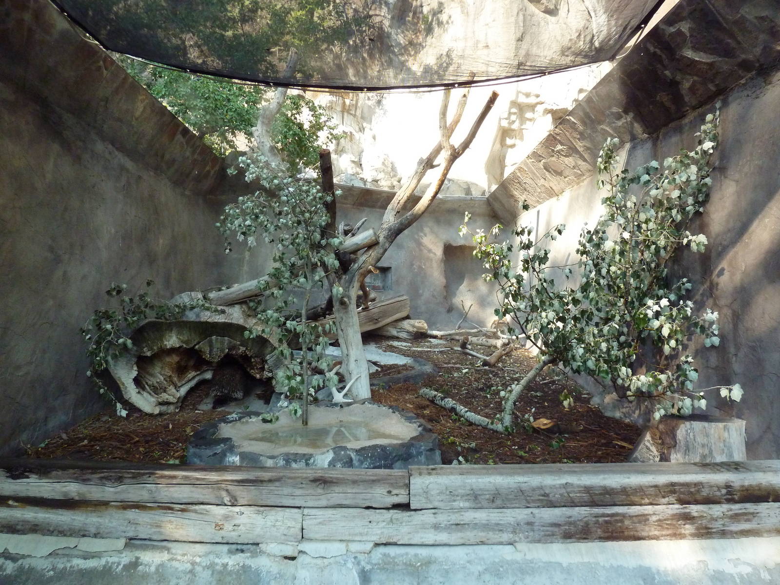 North American Porcupine Exhibit
