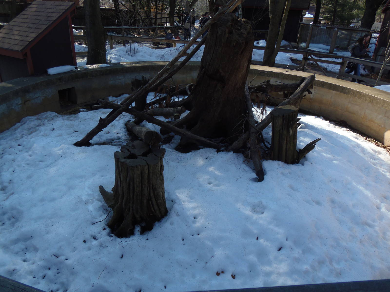 North American Porcupine Exhibit
