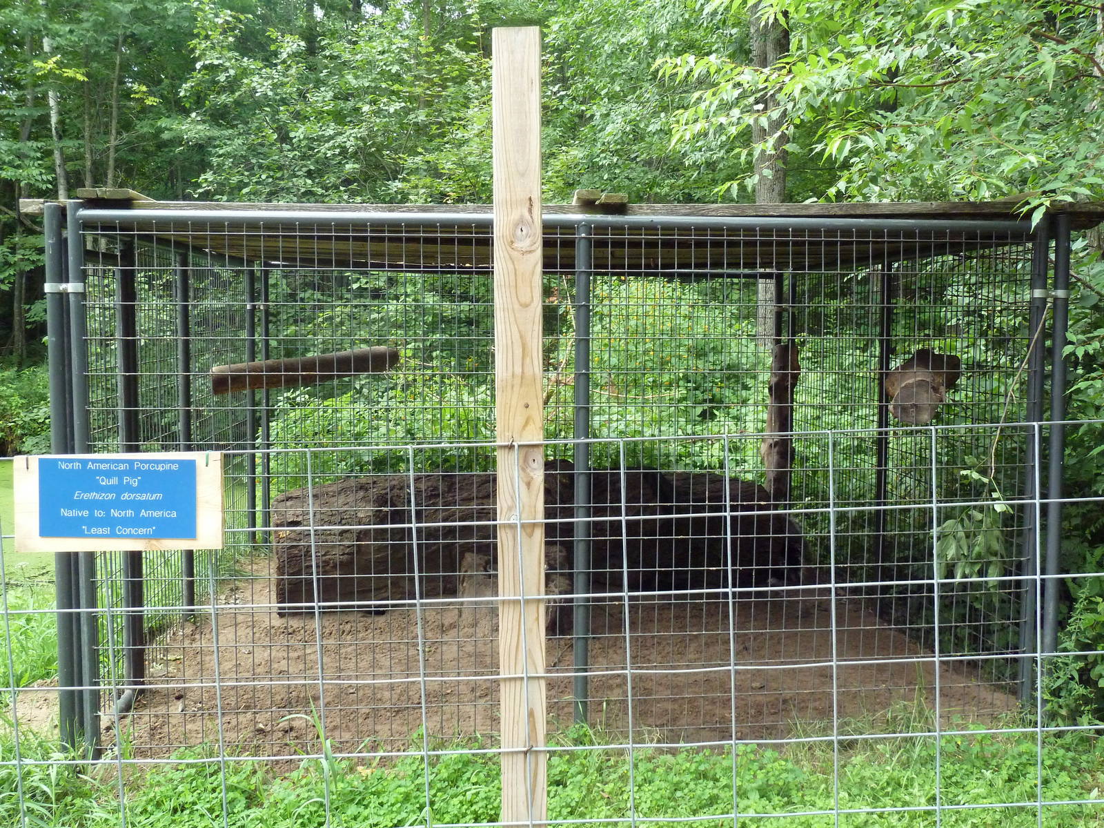 North American Porcupine Exhibit