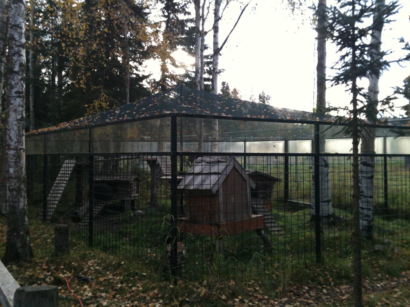 North American Porcupine Exhibit