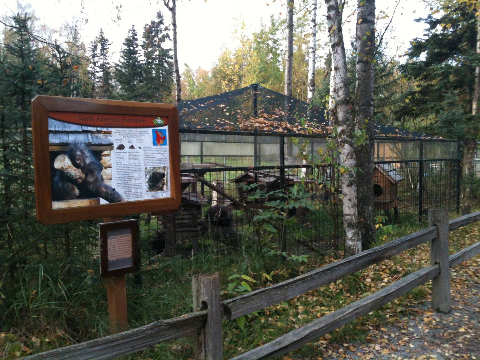 North American Porcupine Exhibit