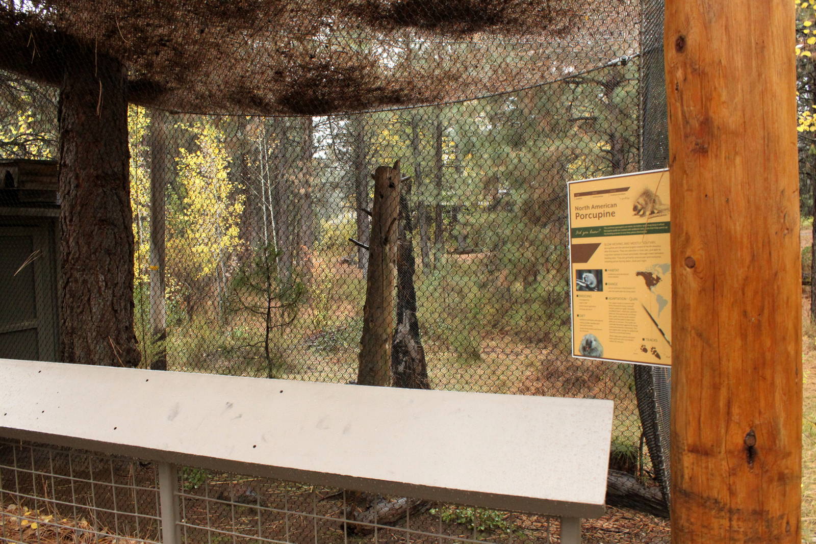North American Porcupine Exhibit