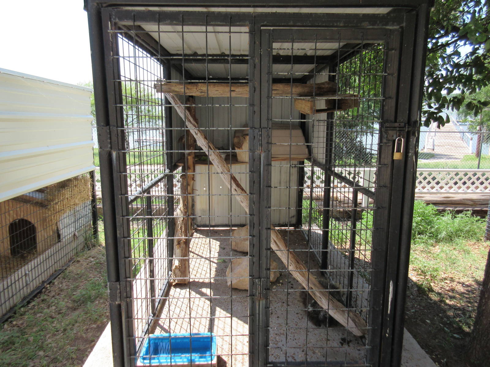 North American Porcupine Exhibit