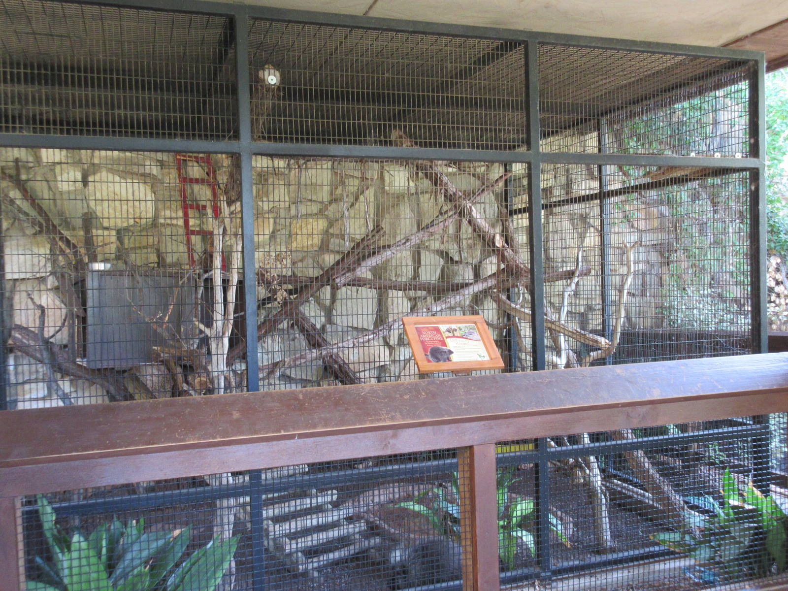 North American Porcupine Exhibit