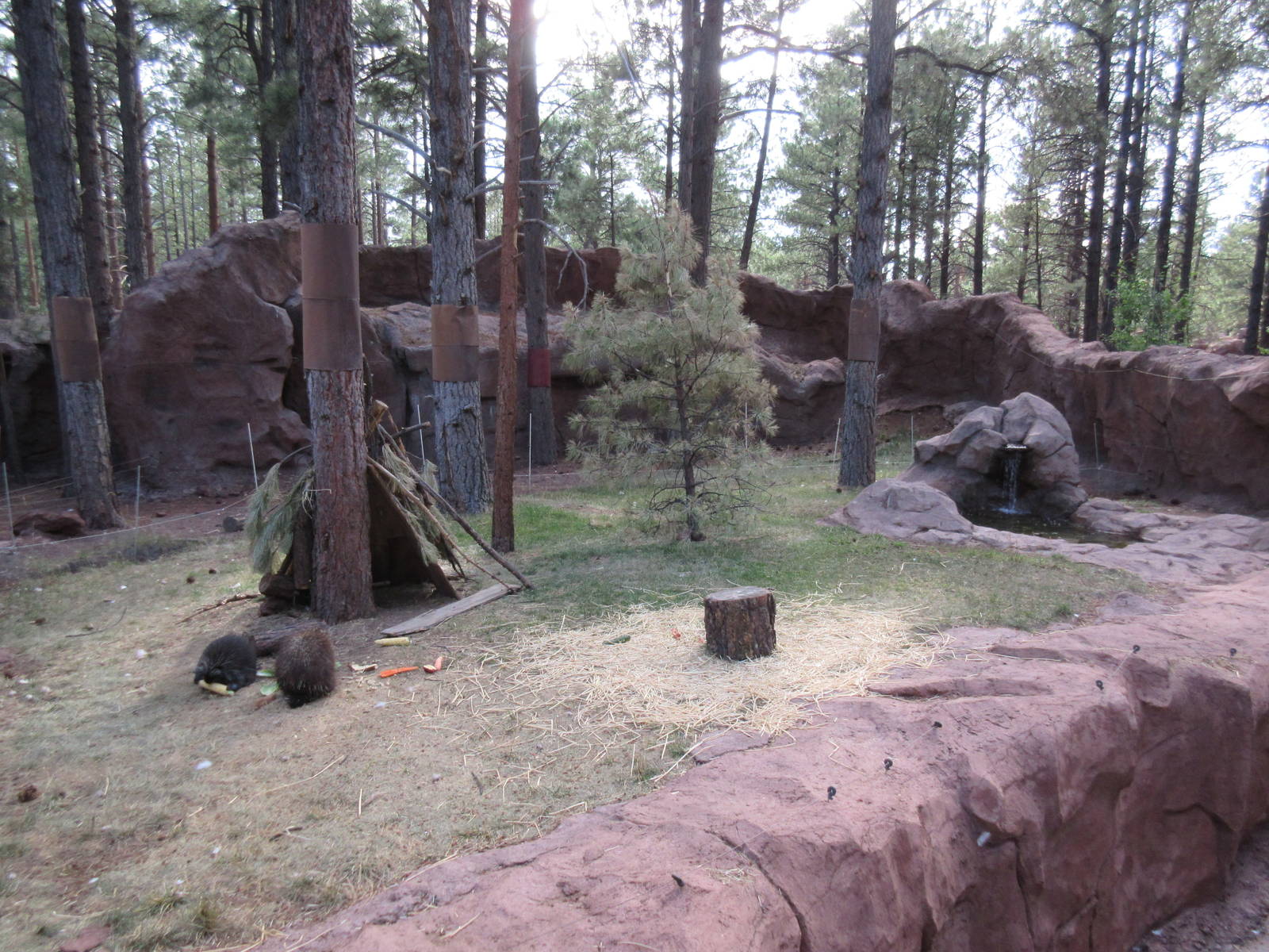 North American Porcupine Exhibit