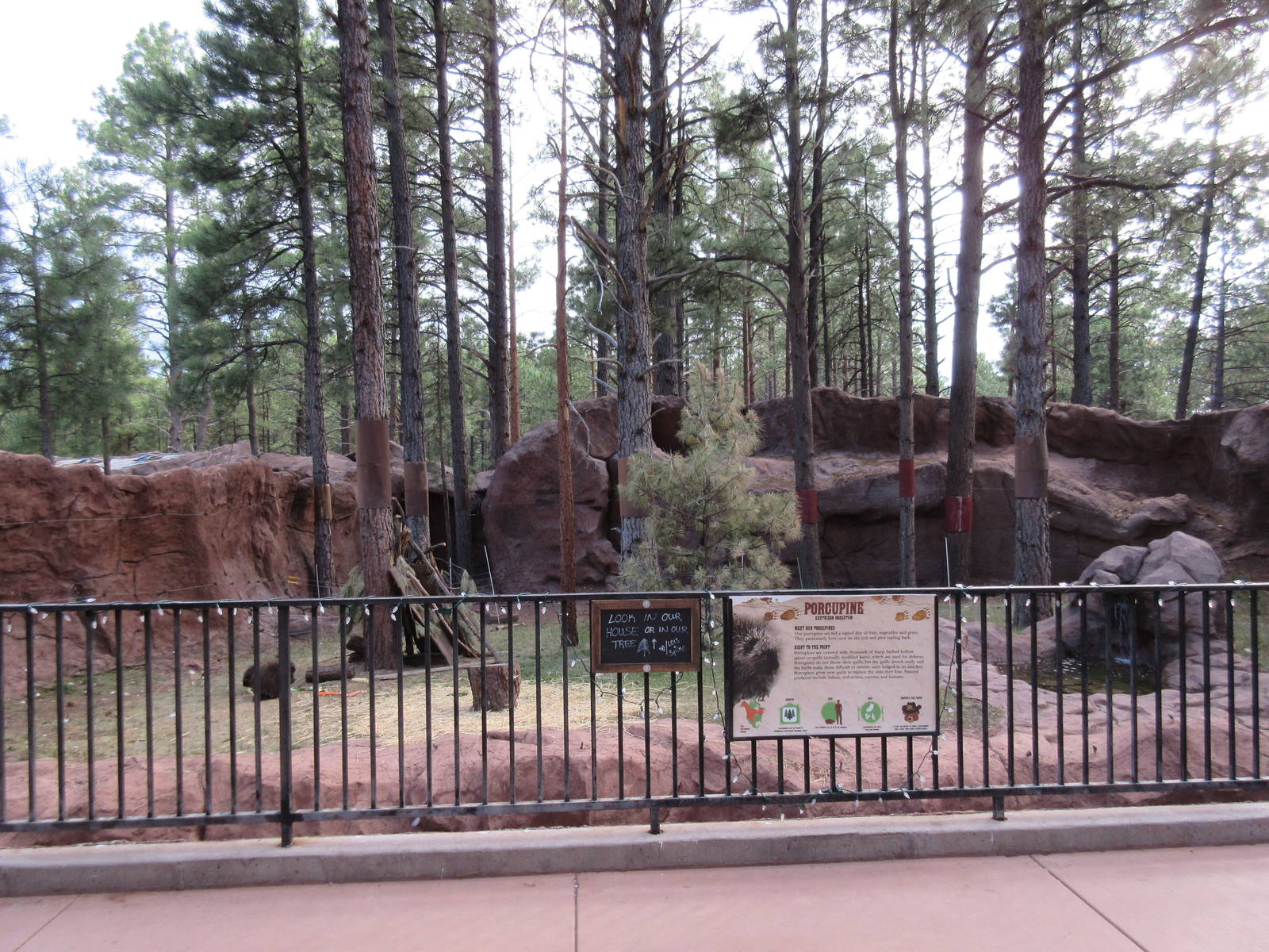 North American Porcupine Exhibit