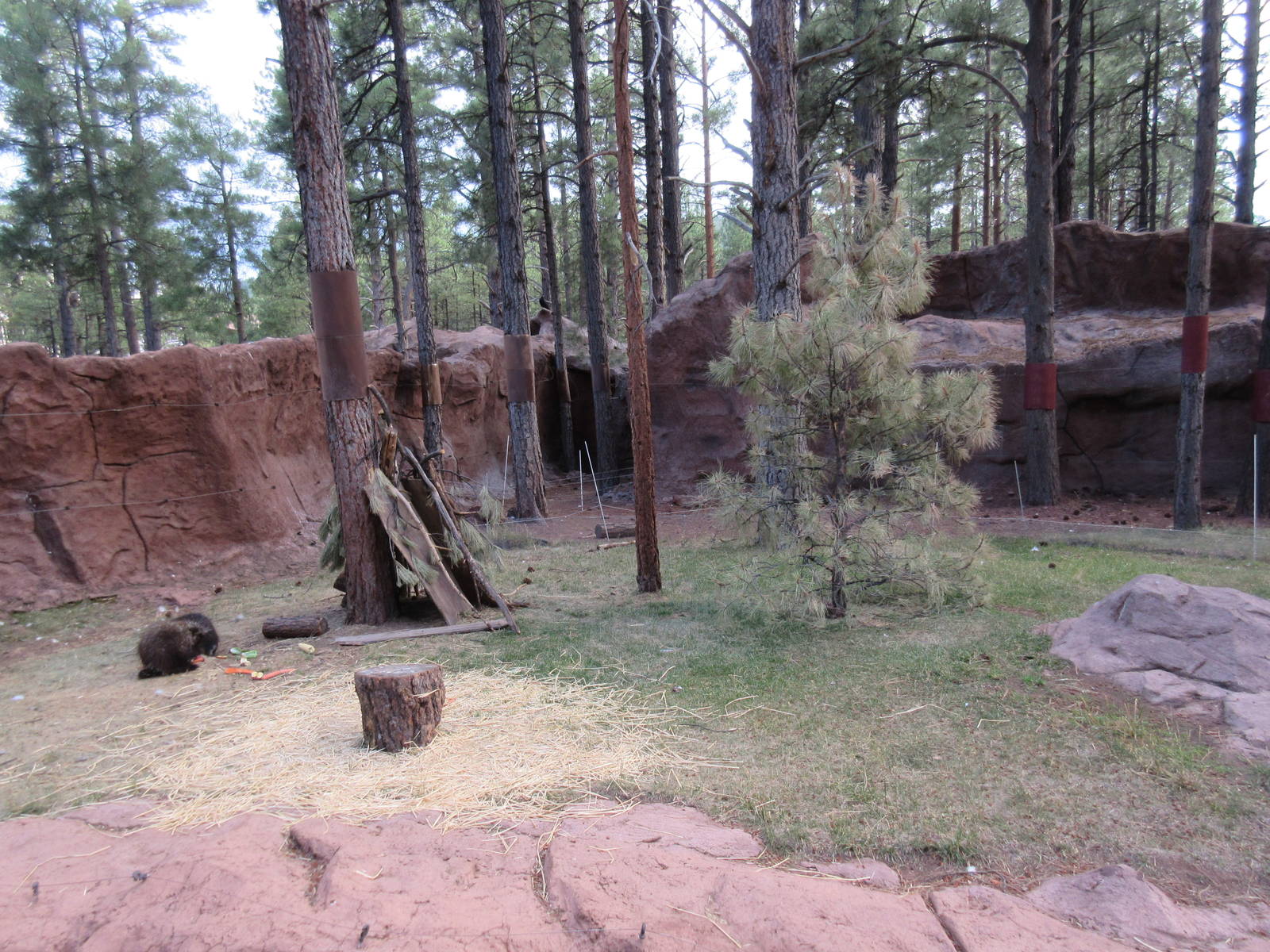 North American Porcupine Exhibit