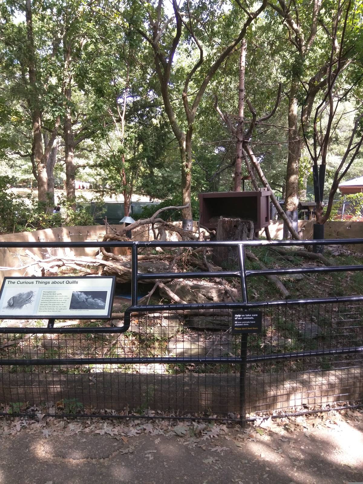 North American Porcupine exhibit