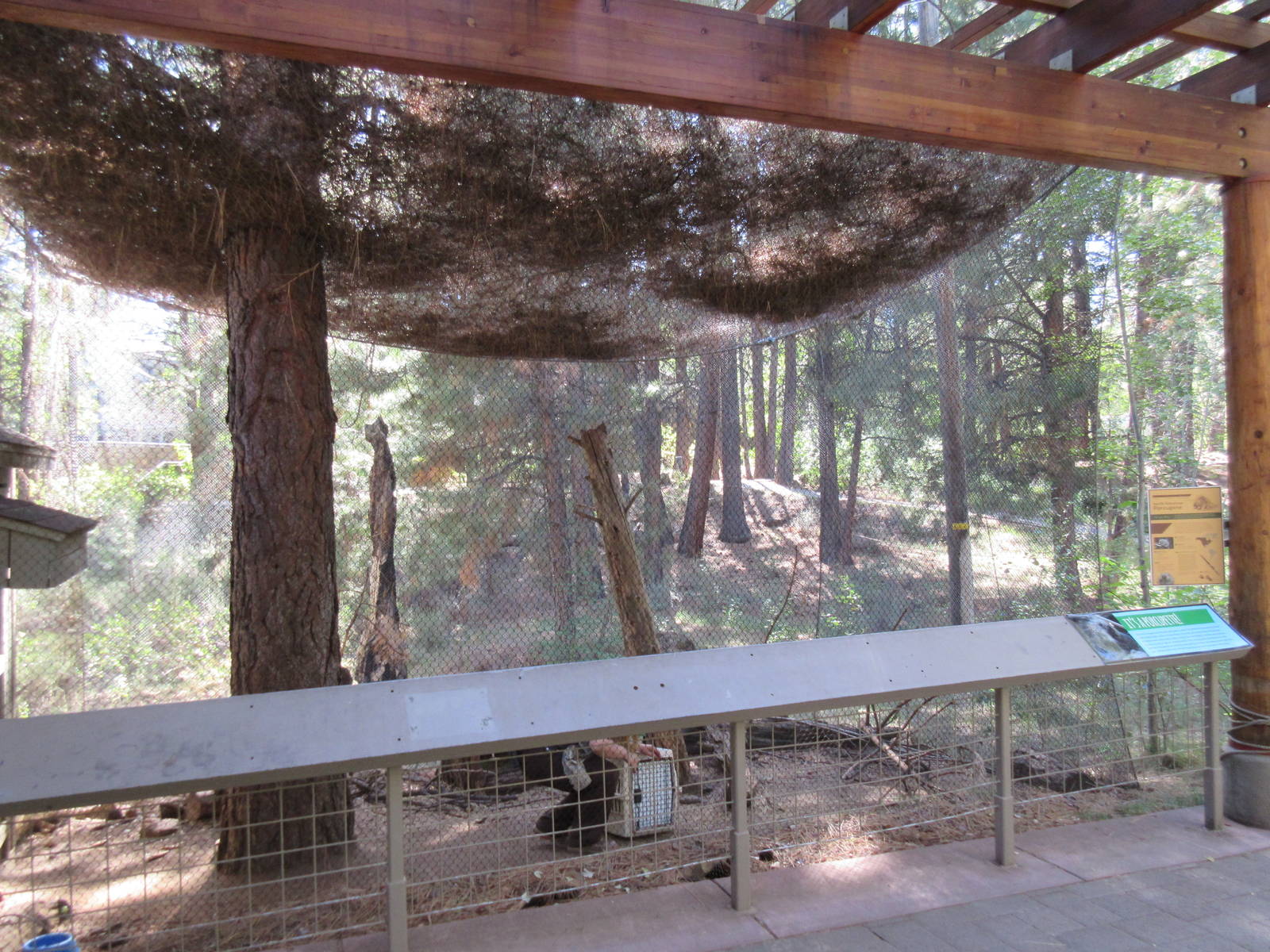 North American Porcupine Exhibit