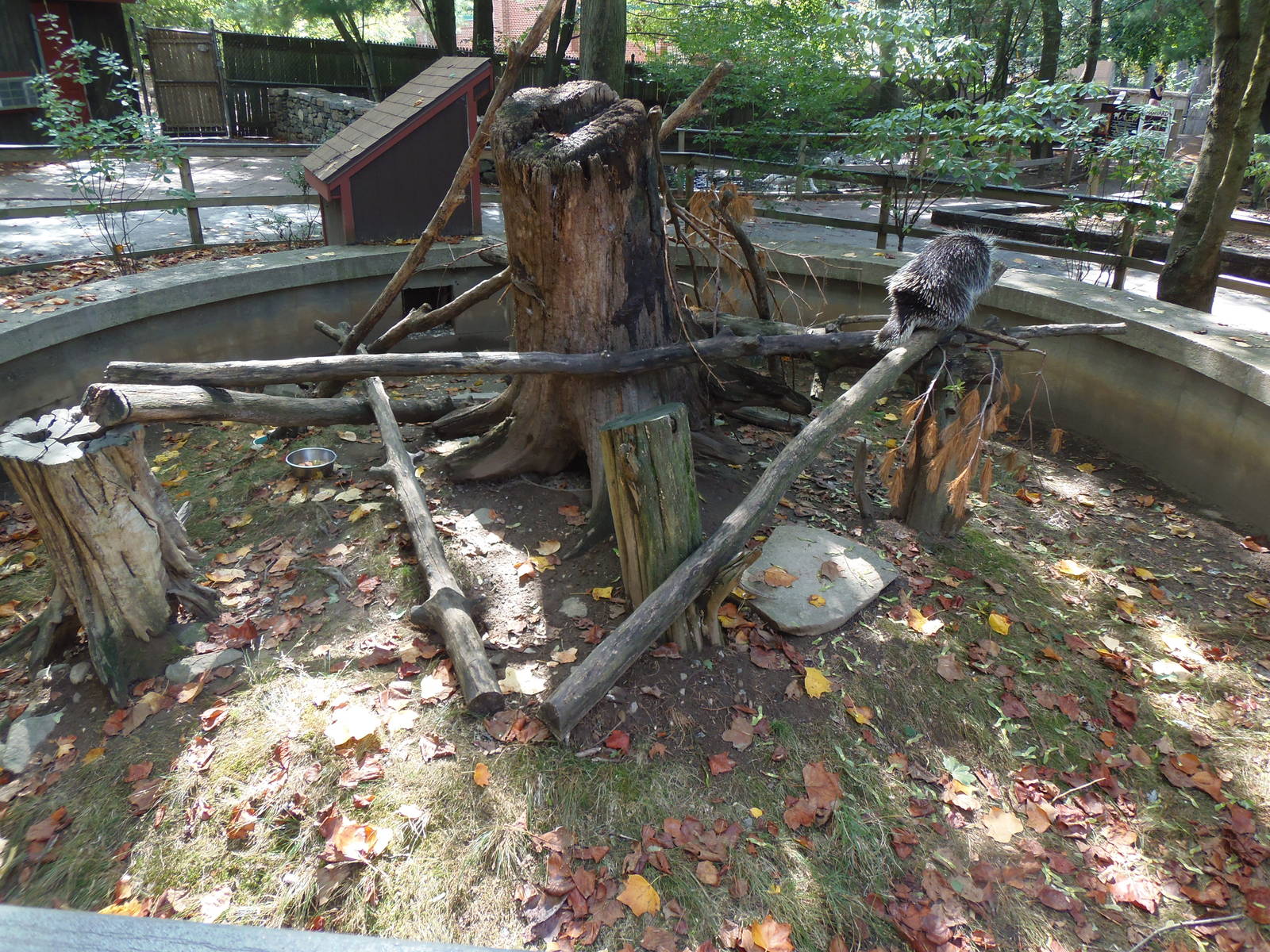 North American Porcupine Exhibit