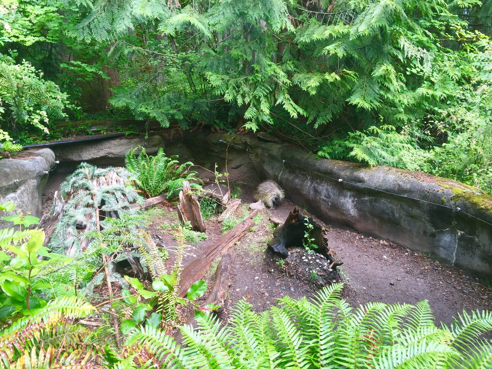 North American Porcupine Exhibit