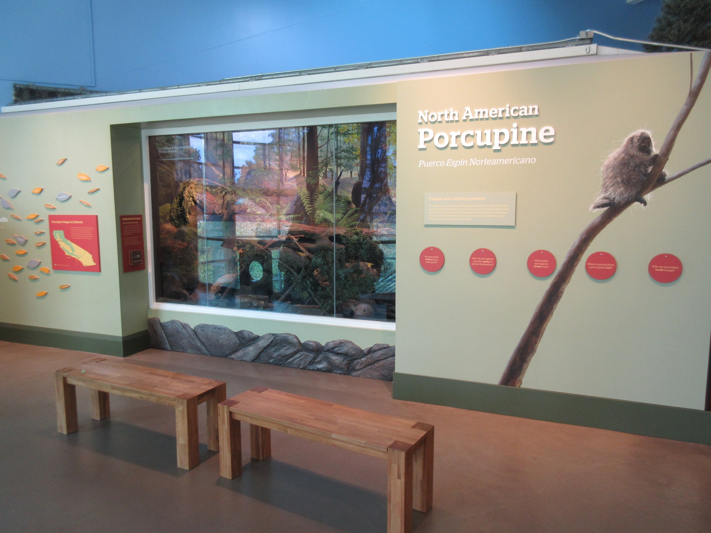 North American Porcupine Exhibit