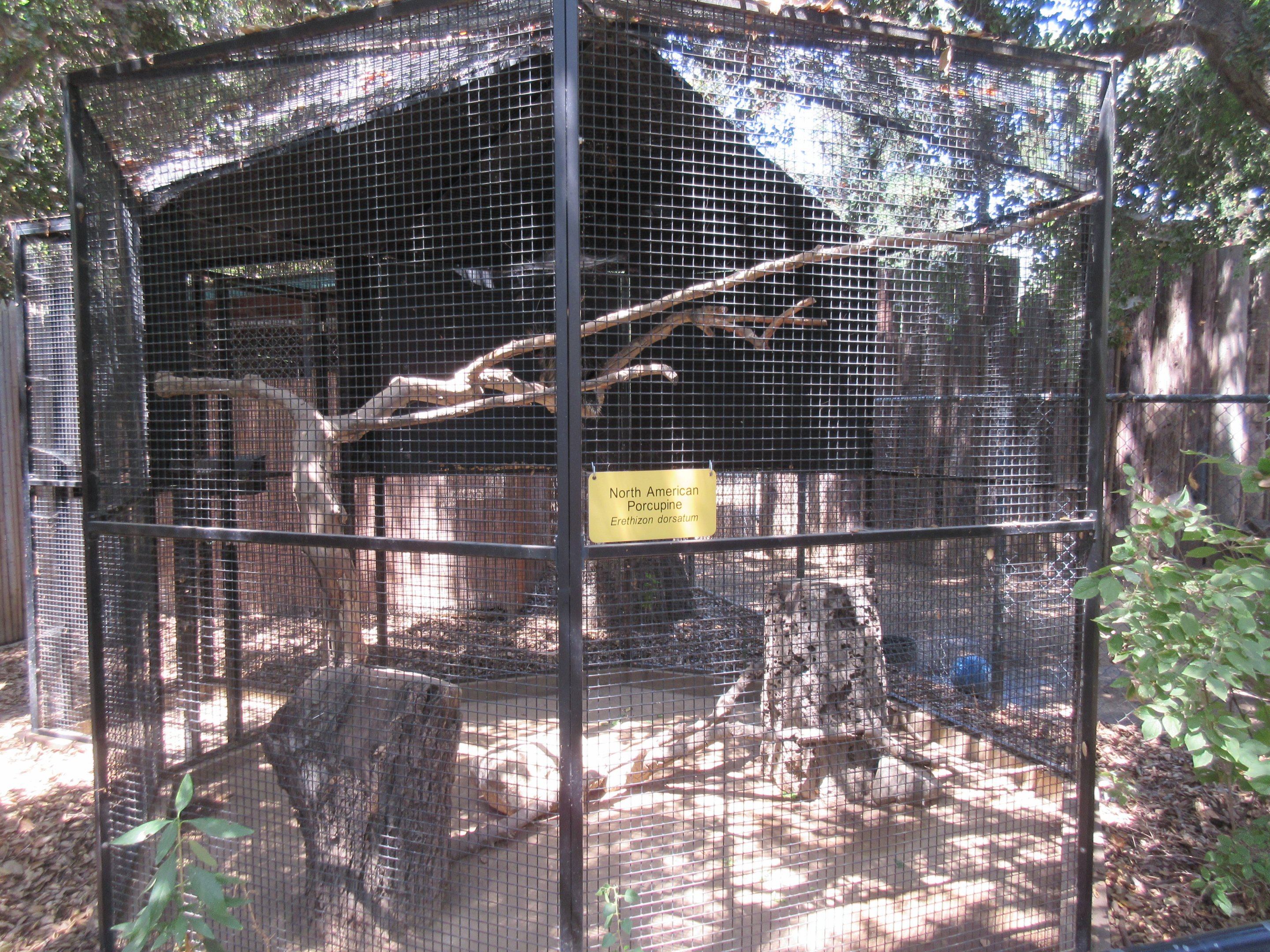 North American Porcupine Exhibit