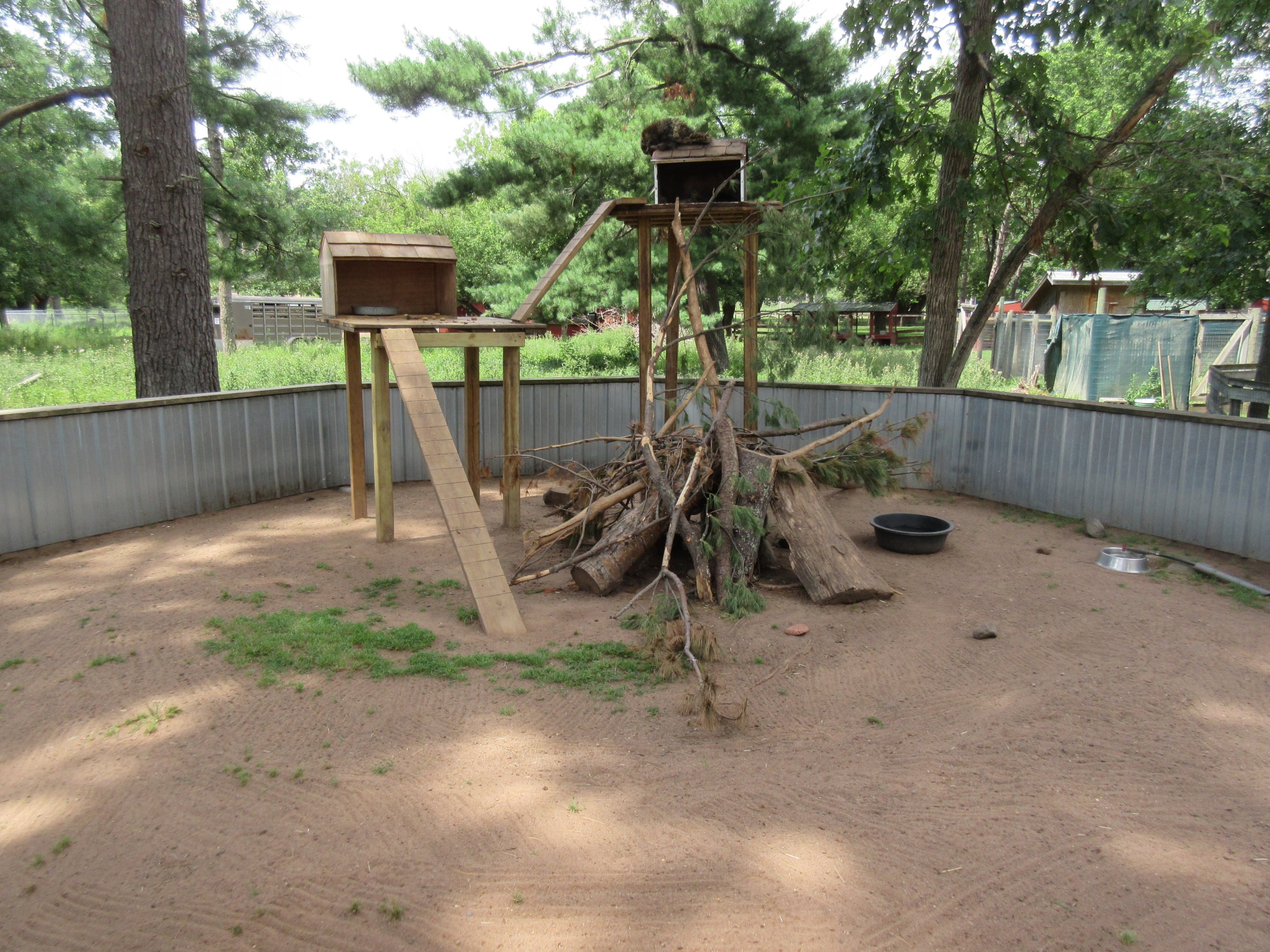 North American Porcupine Exhibit