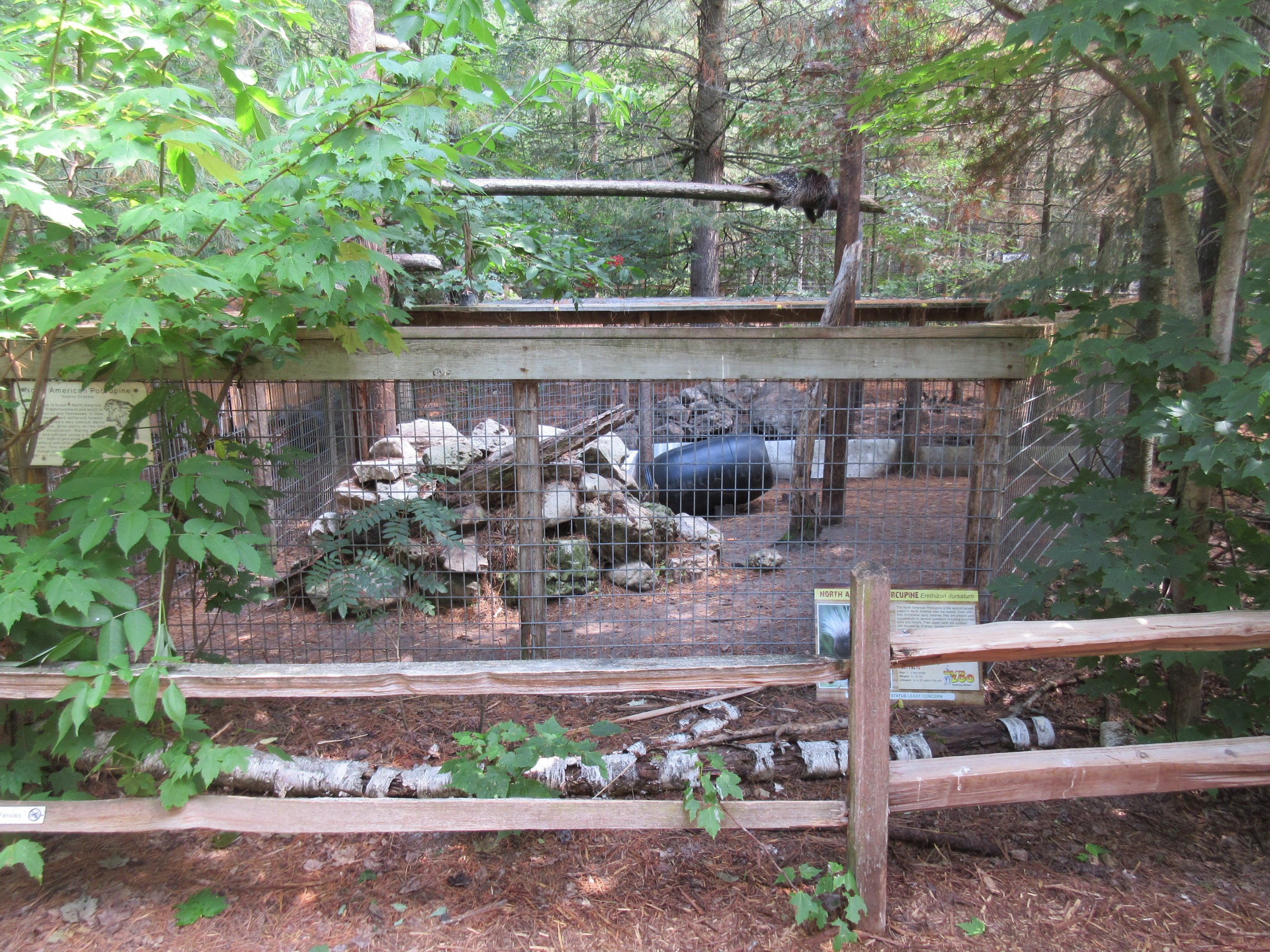 North American Porcupine Exhibit