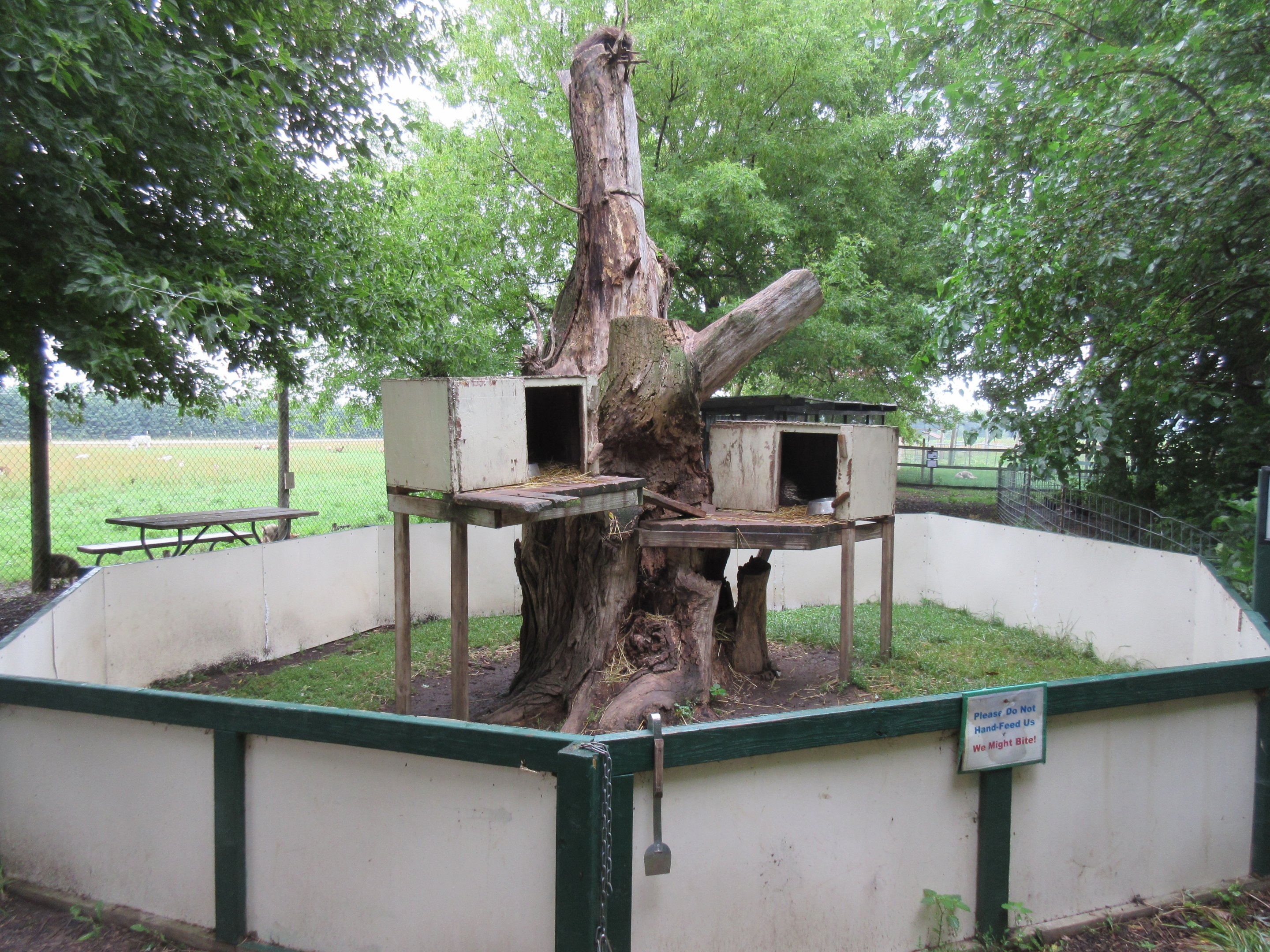 North American Porcupine Exhibit