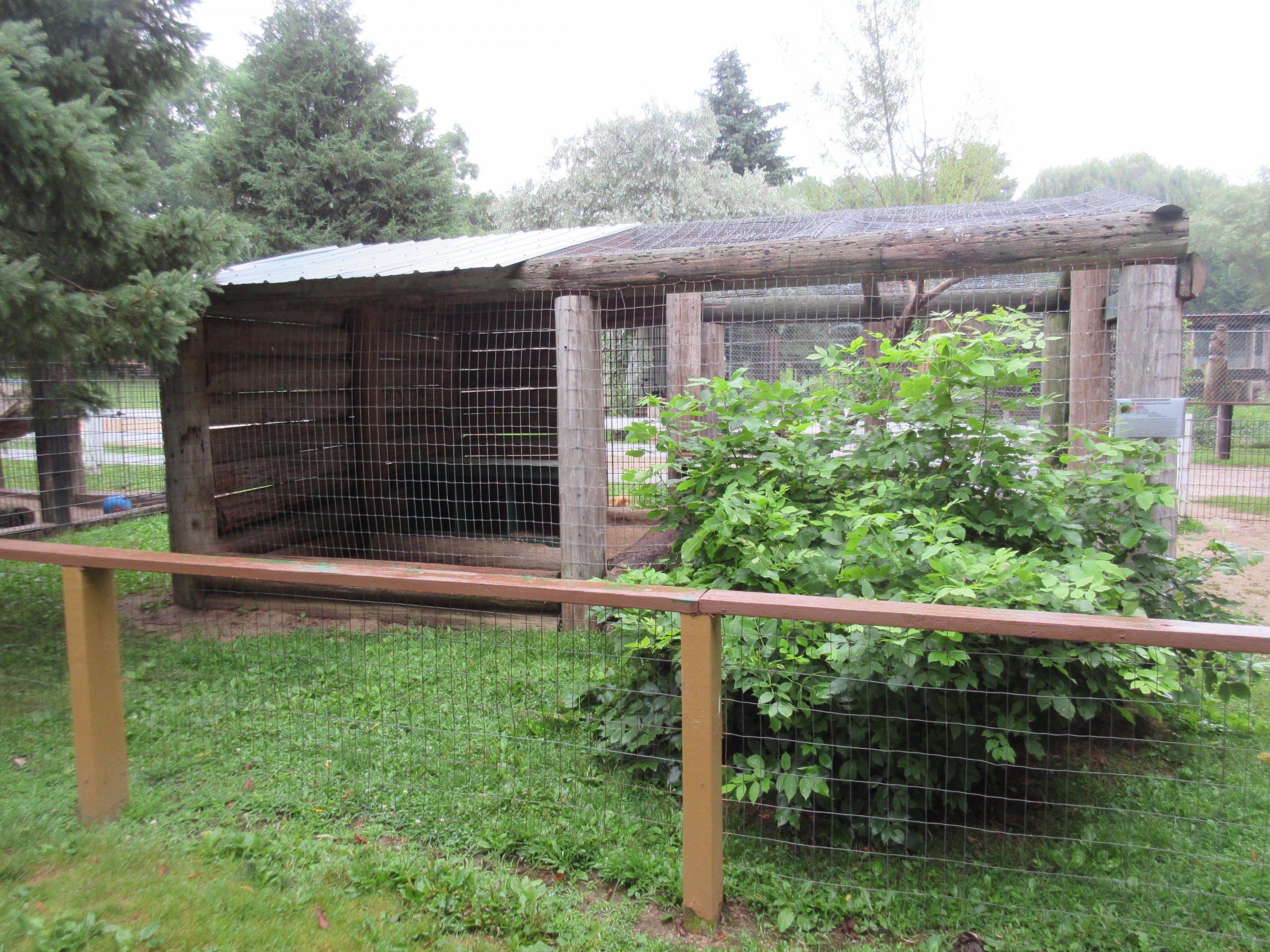 North American Porcupine Exhibit
