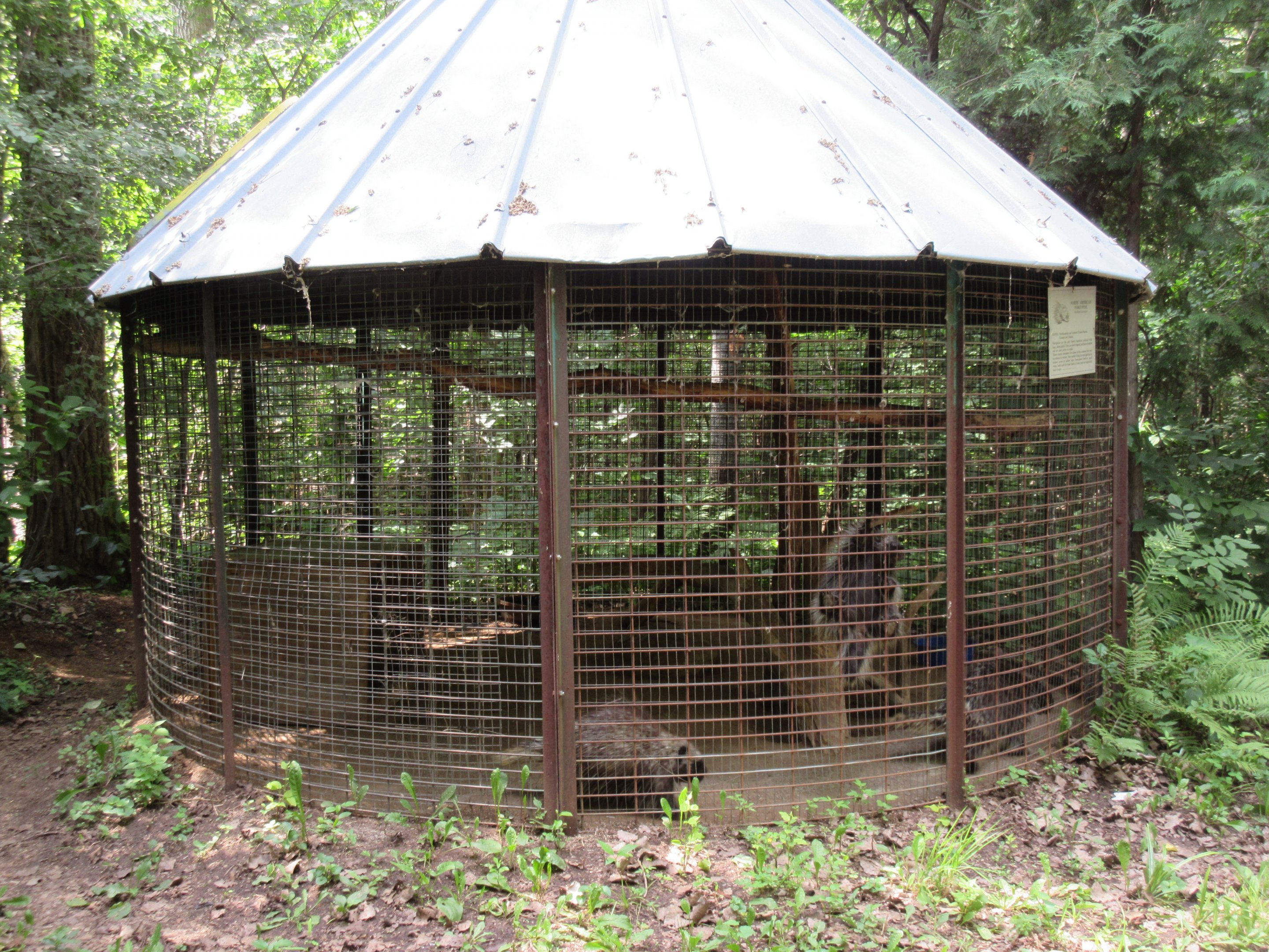 North American Porcupine Exhibit