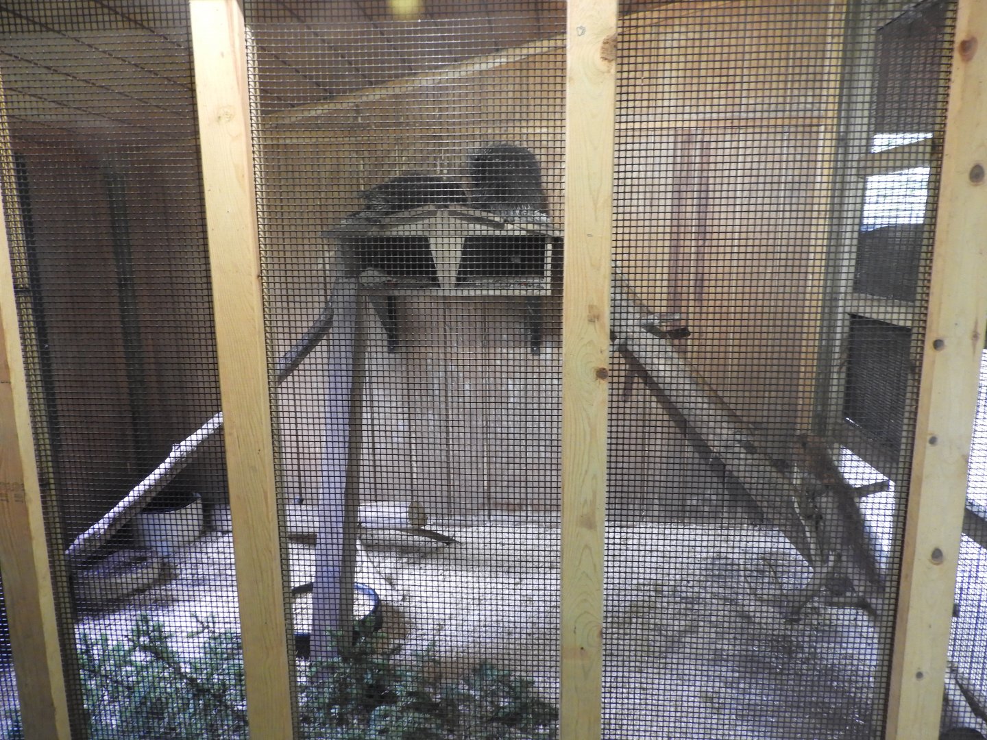 North American Porcupine exhibit