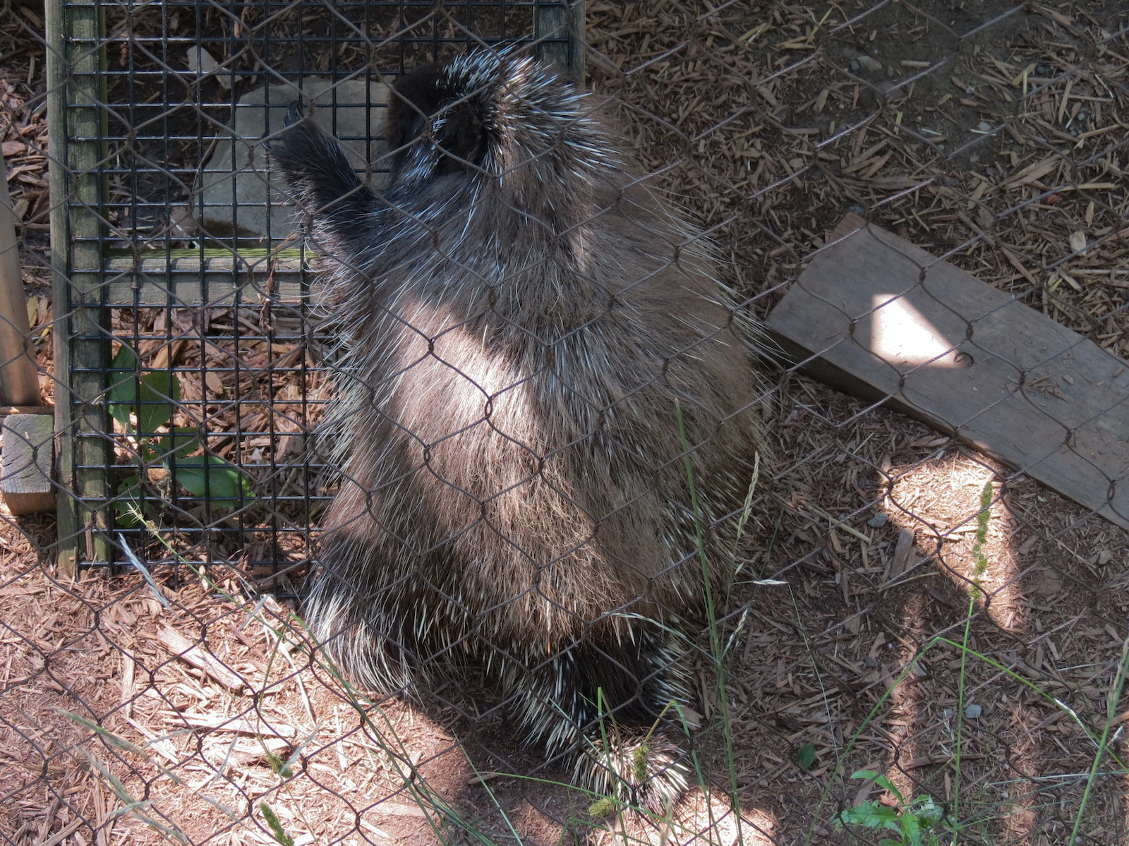 North American Porcupine Exhibit