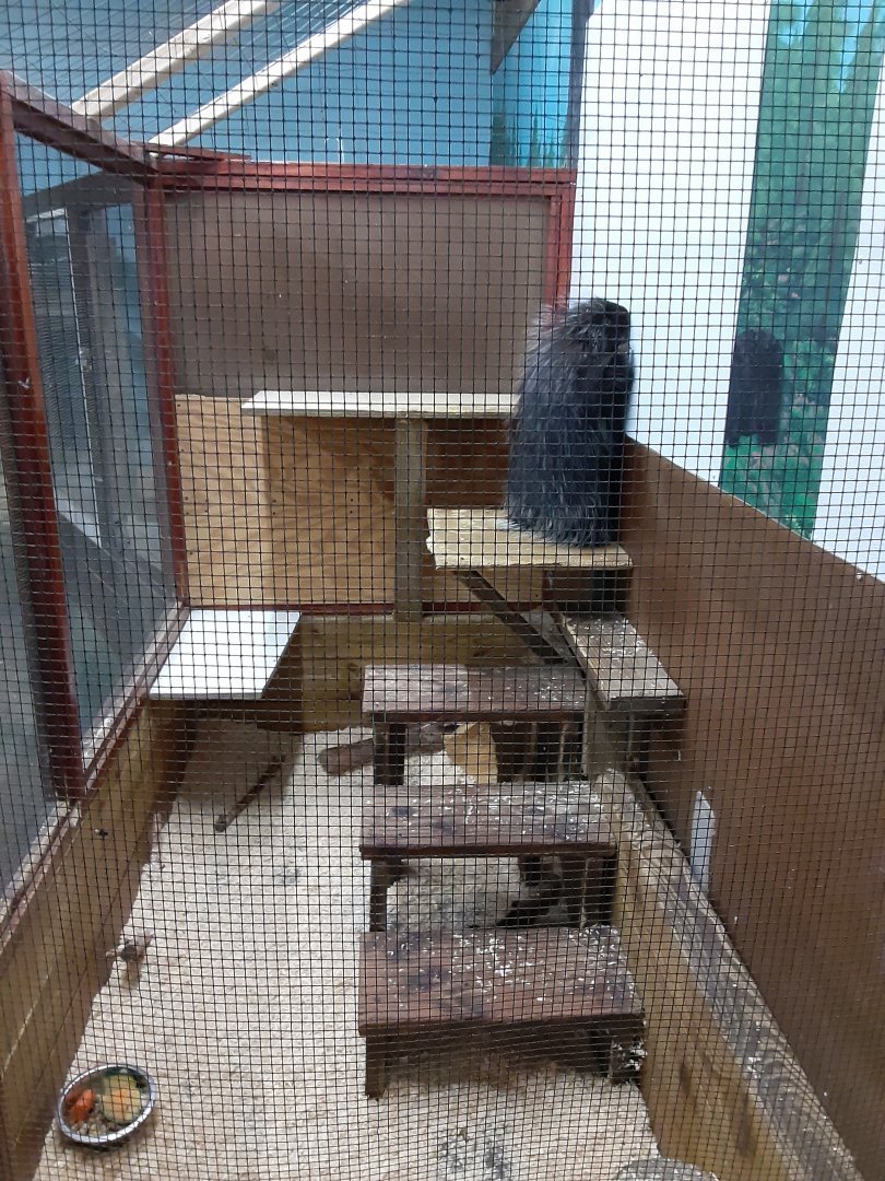 North American Porcupine exhibit