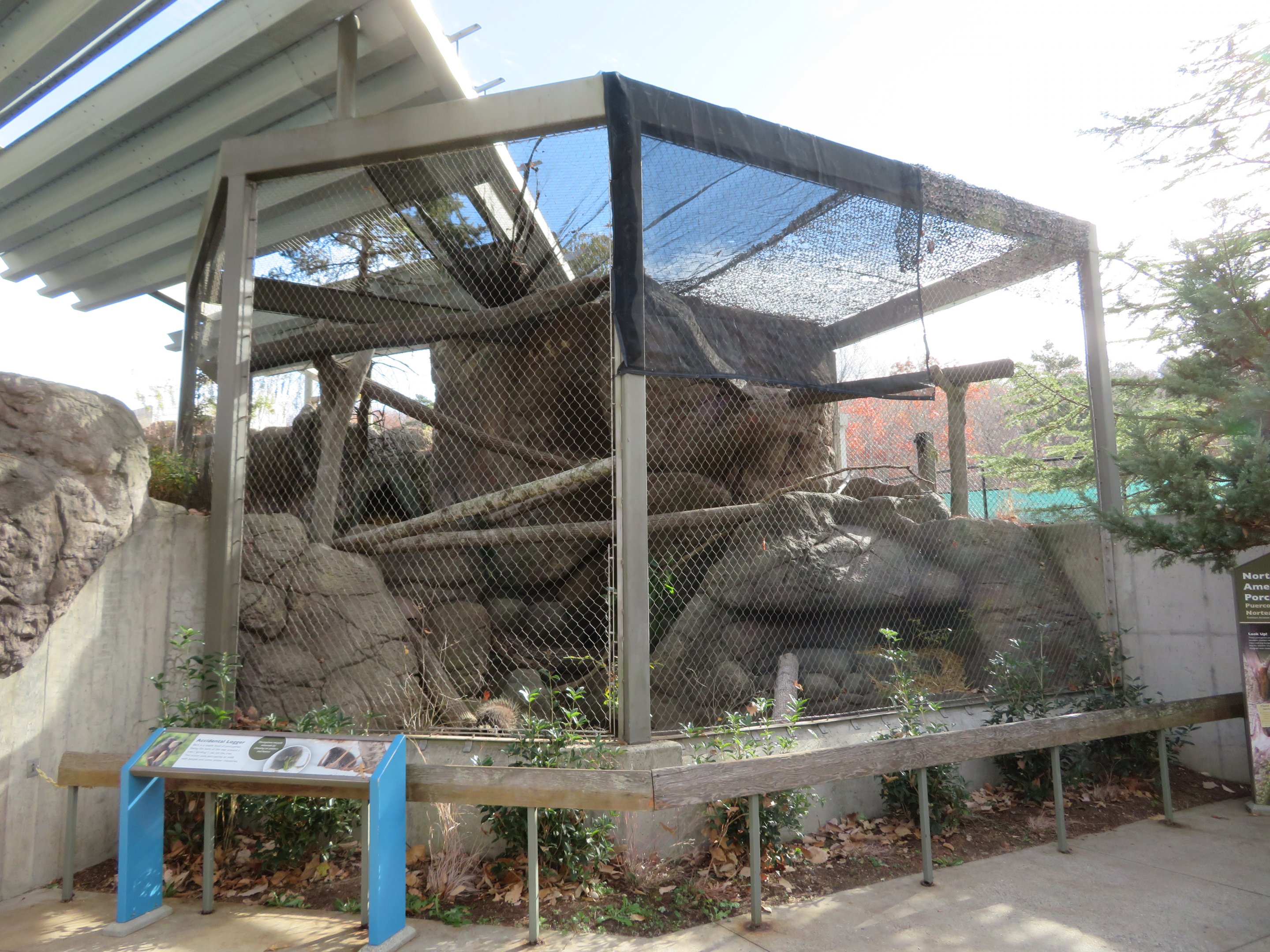 North American Porcupine Exhibit