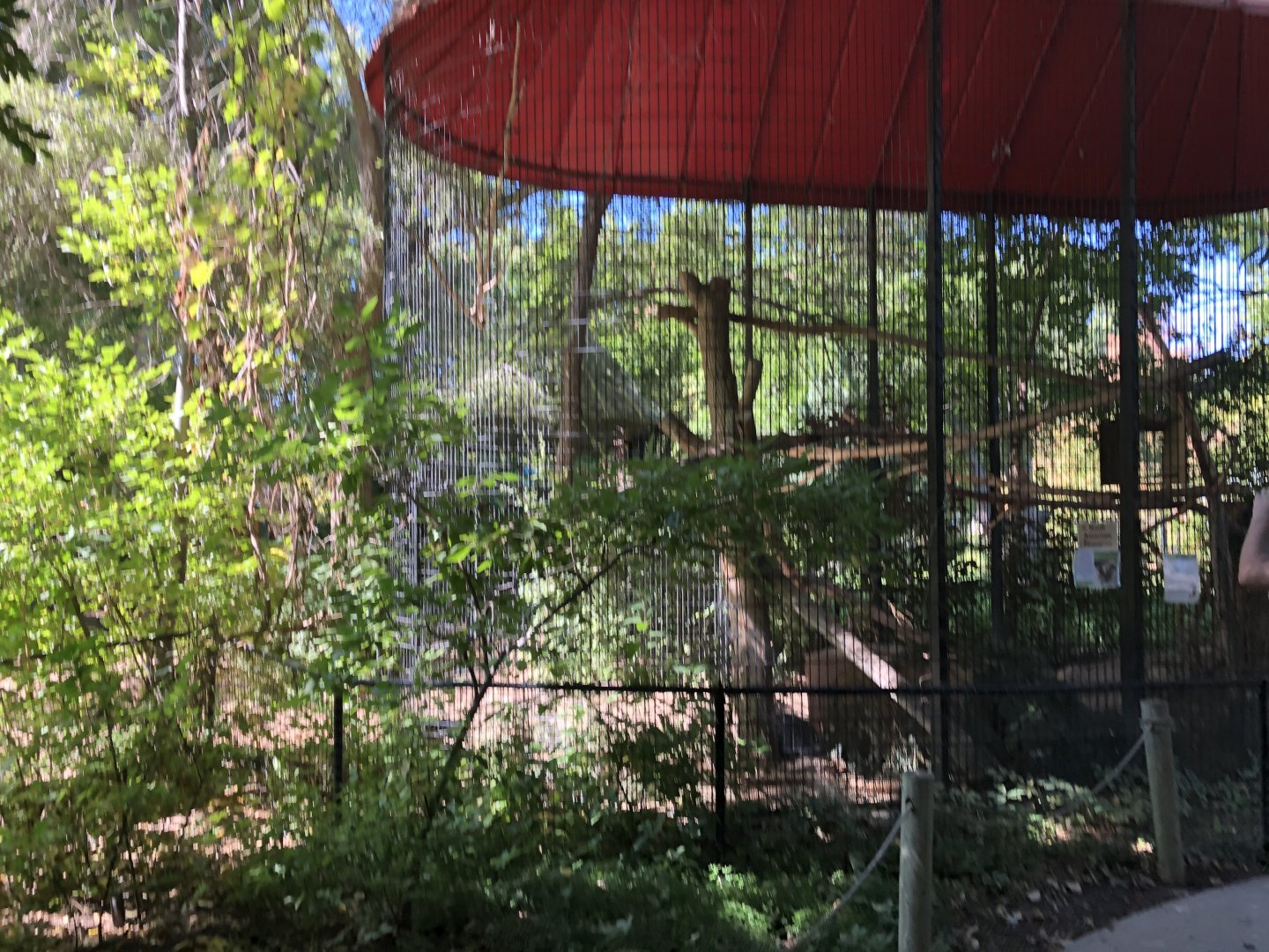 North American Porcupine exhibit