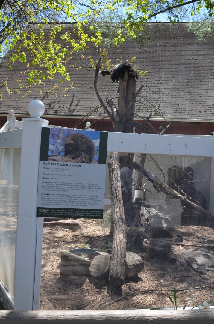 North American Porcupine Exhibit