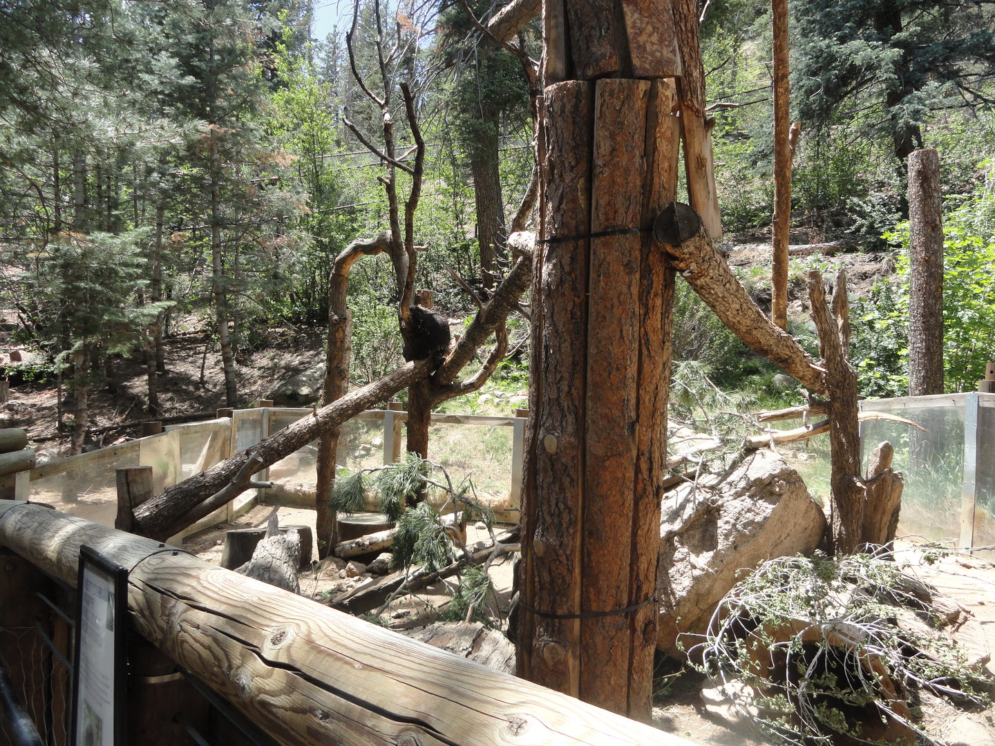 North American Porcupine Exhibit
