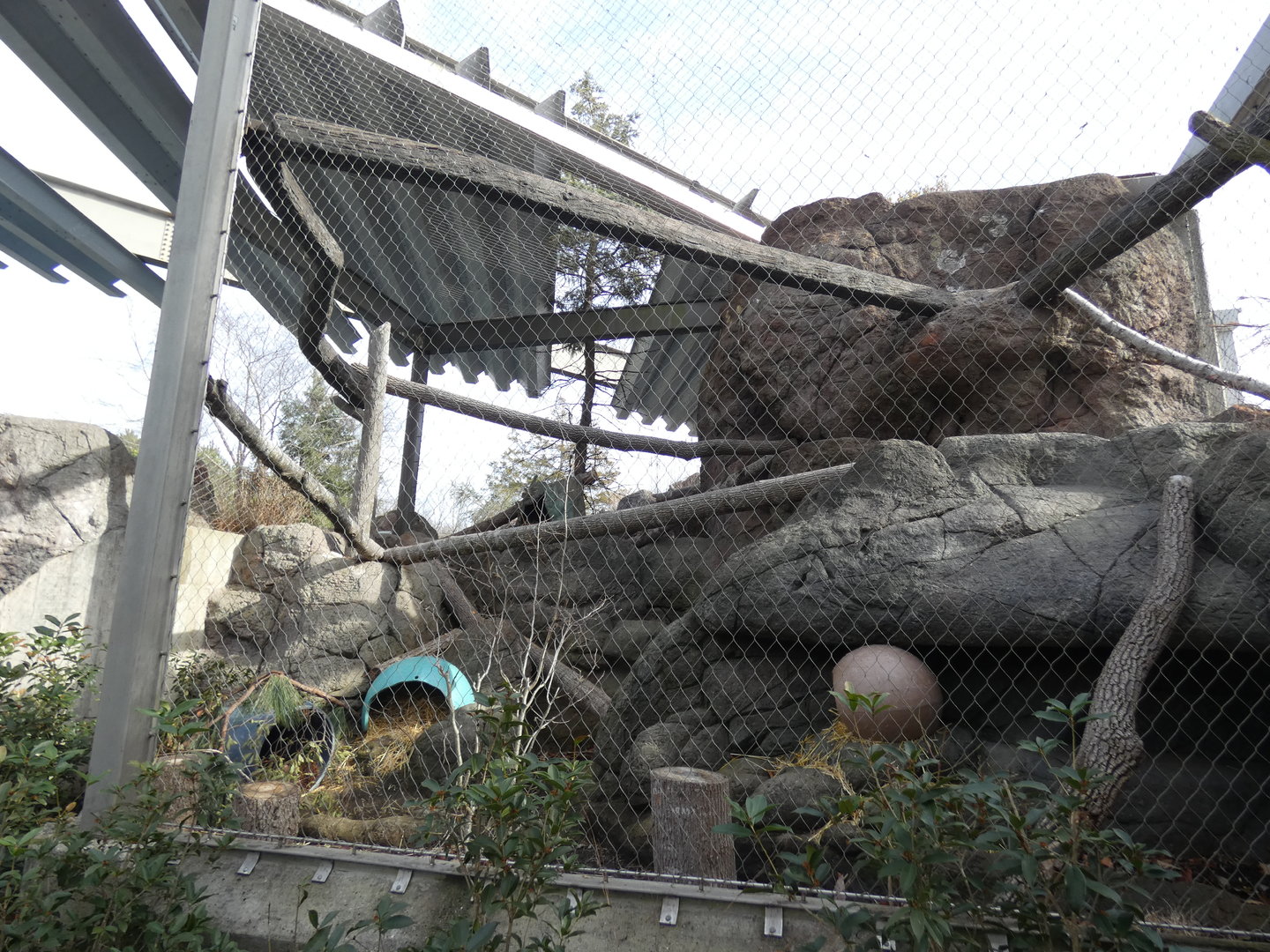 North American Porcupine exhibit