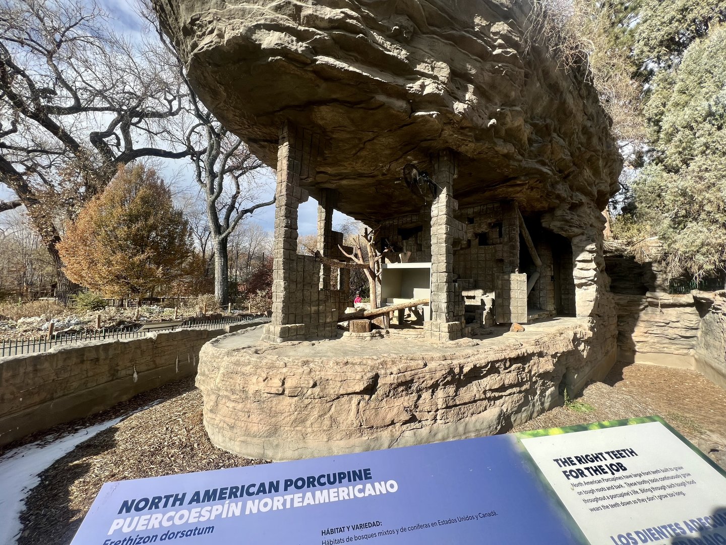 North American Porcupine Exhibit