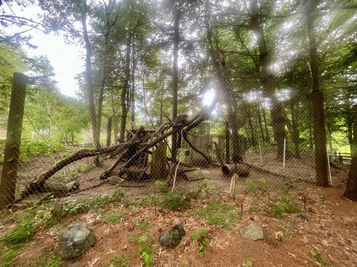 North American Porcupine Exhibit