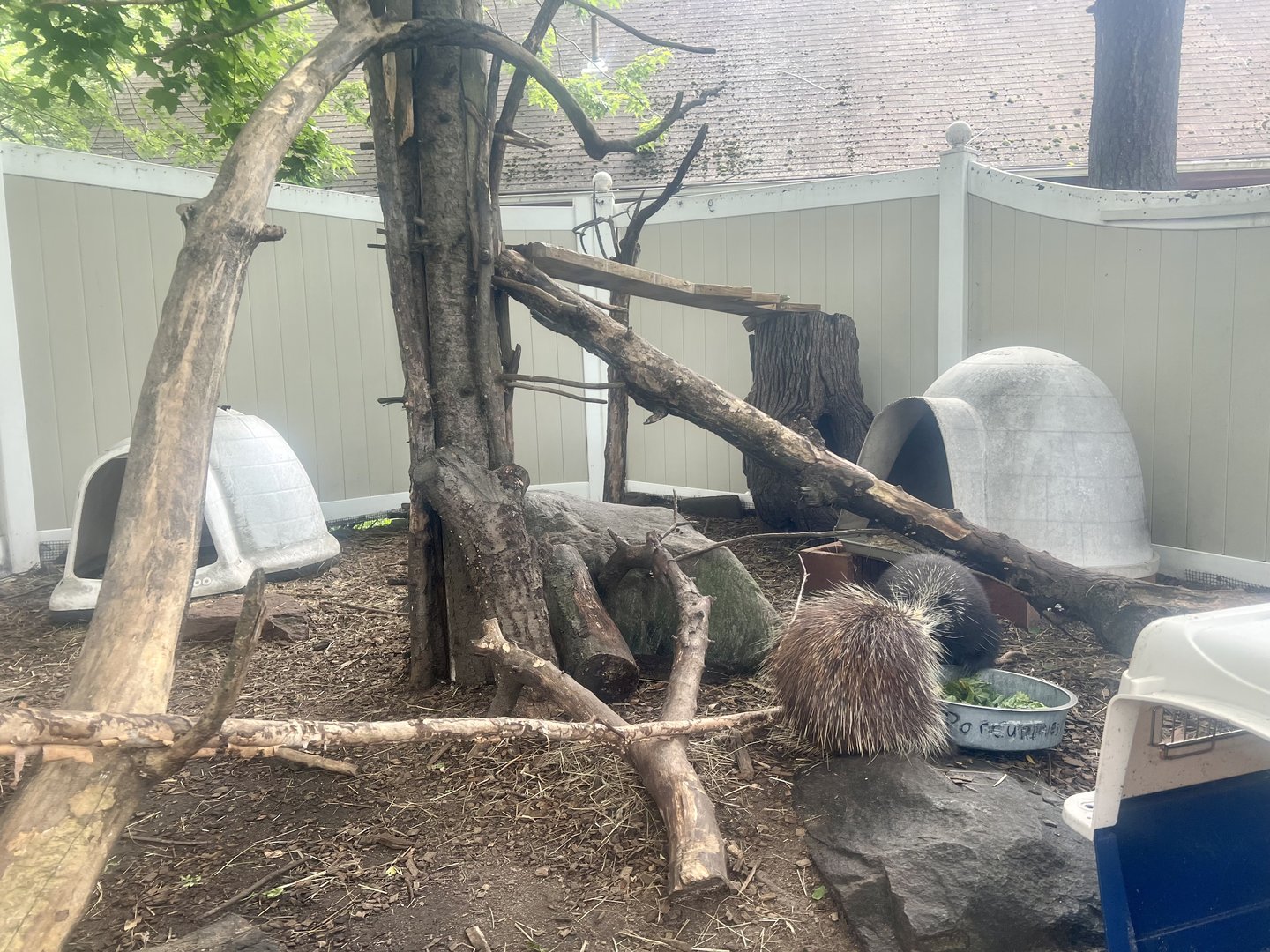 North American Porcupine Exhibit
