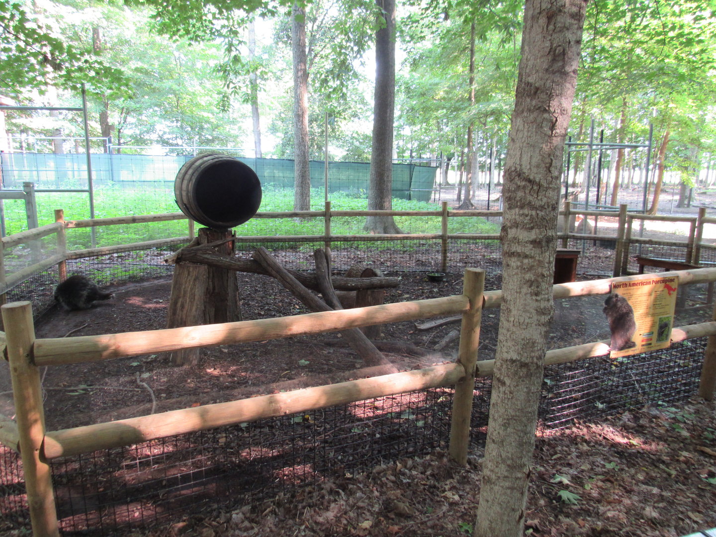 North American Porcupine Exhibit