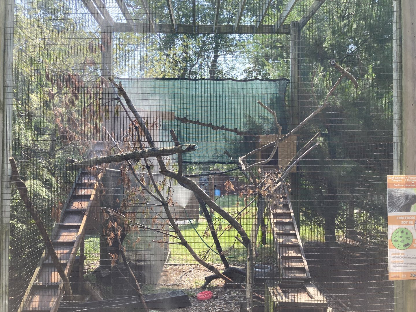 North American Porcupine Exhibit